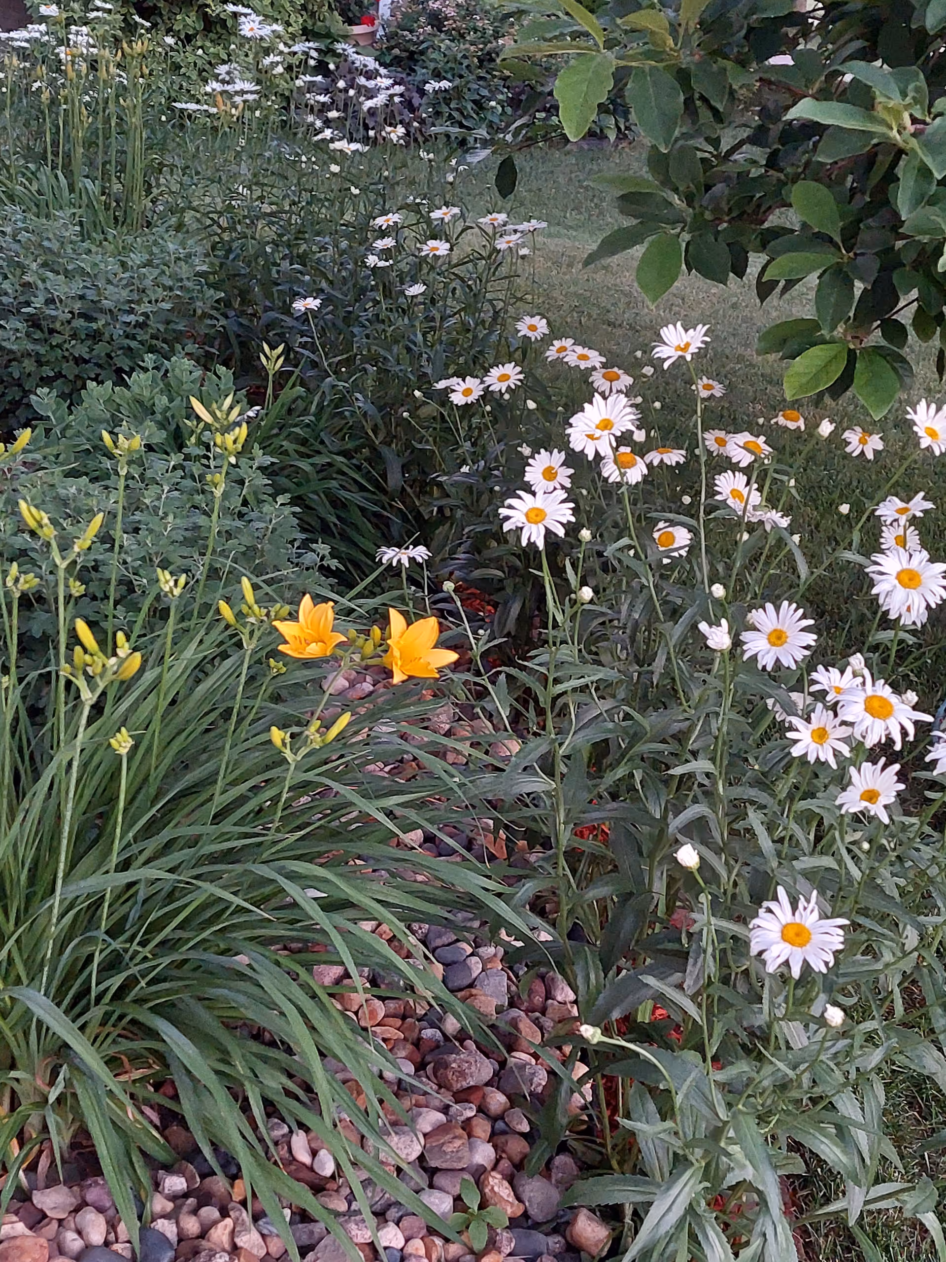 A sunny garden with white daisies, yellow daylilies, and stone edging.