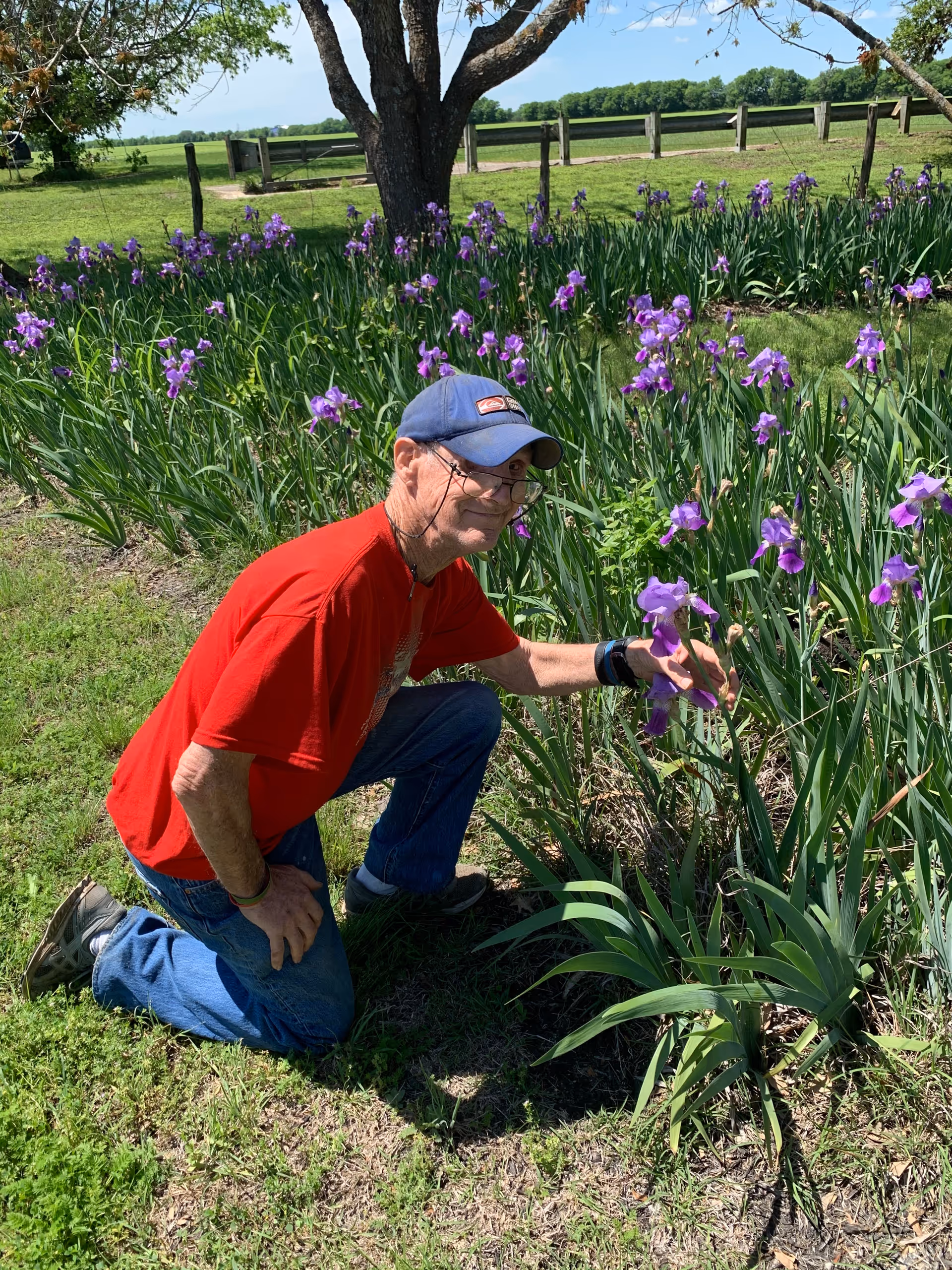 An elderly man wearing a red shirt, blue jeans, and a blue cap is kneeling on the grass next to a flower bed filled with blooming purple irises. He is gently touching one of the flowers and smiling. Behind him, there is a tree and a wooden fence with a green field and clear blue sky in the background.
