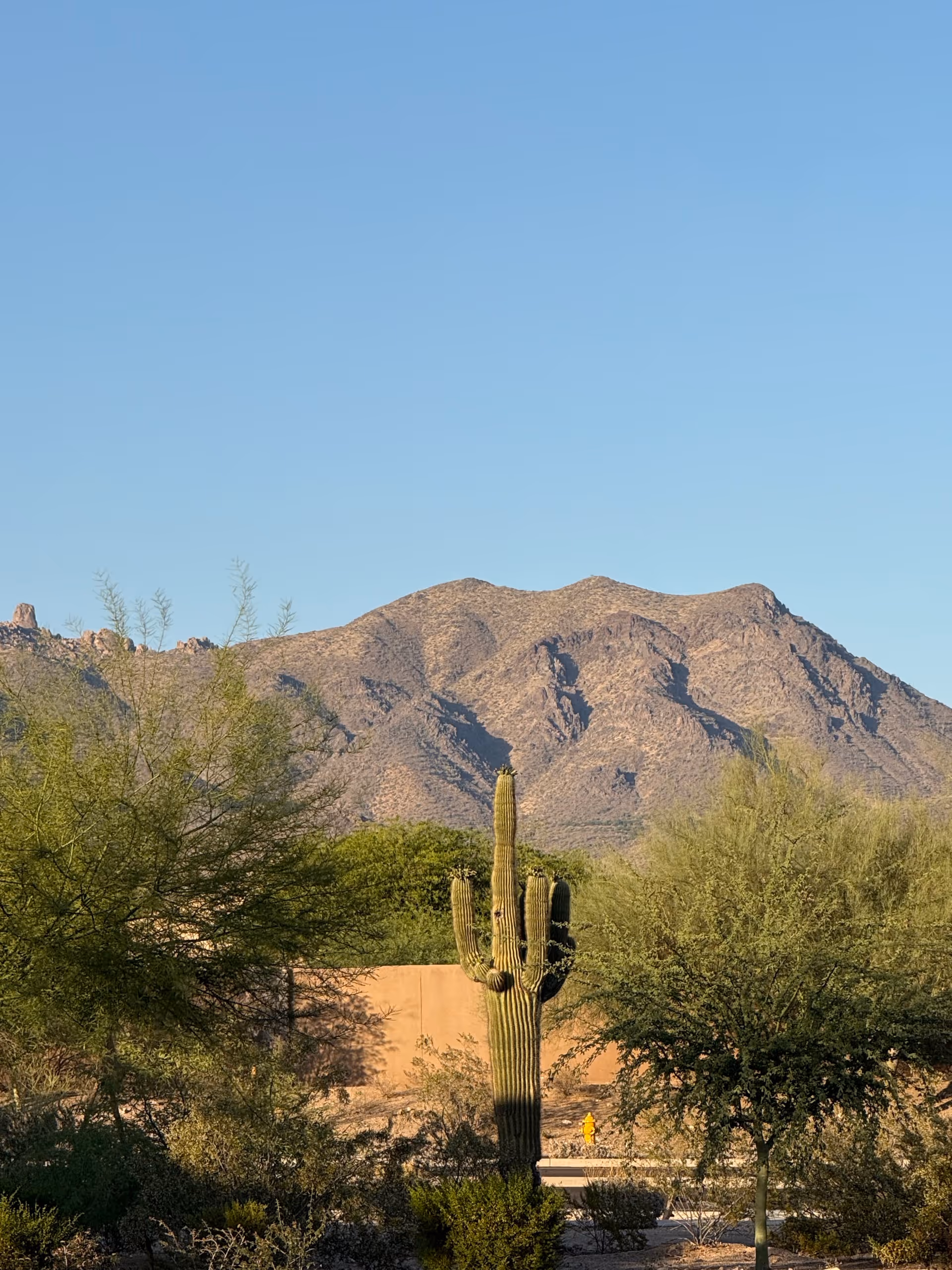 Desert landscape with a tall cactus, shrubs, and distant mountains under a clear blue sky.