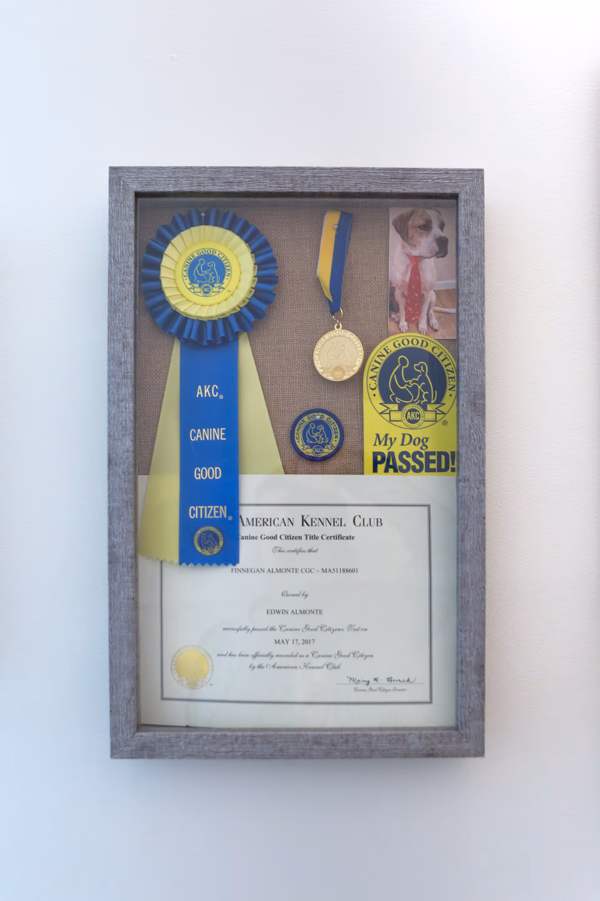 Framed display of dog awards, ribbons, and a certificate mounted on a wall.