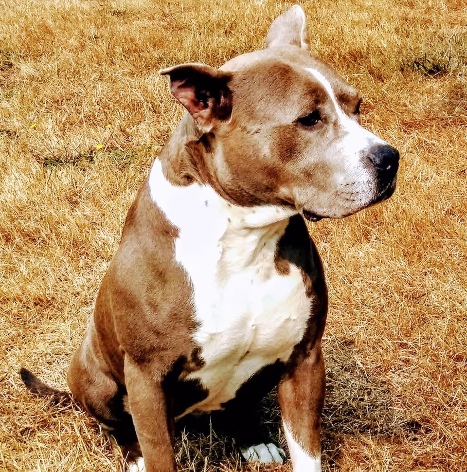 A brown and white dog sits on dry outdoor grass, looking to the right.