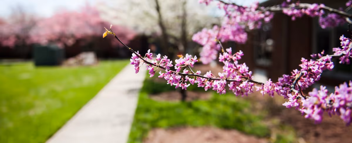 Close-up of pink blossoms on a branch with an outdoor walkway and a building in the background.