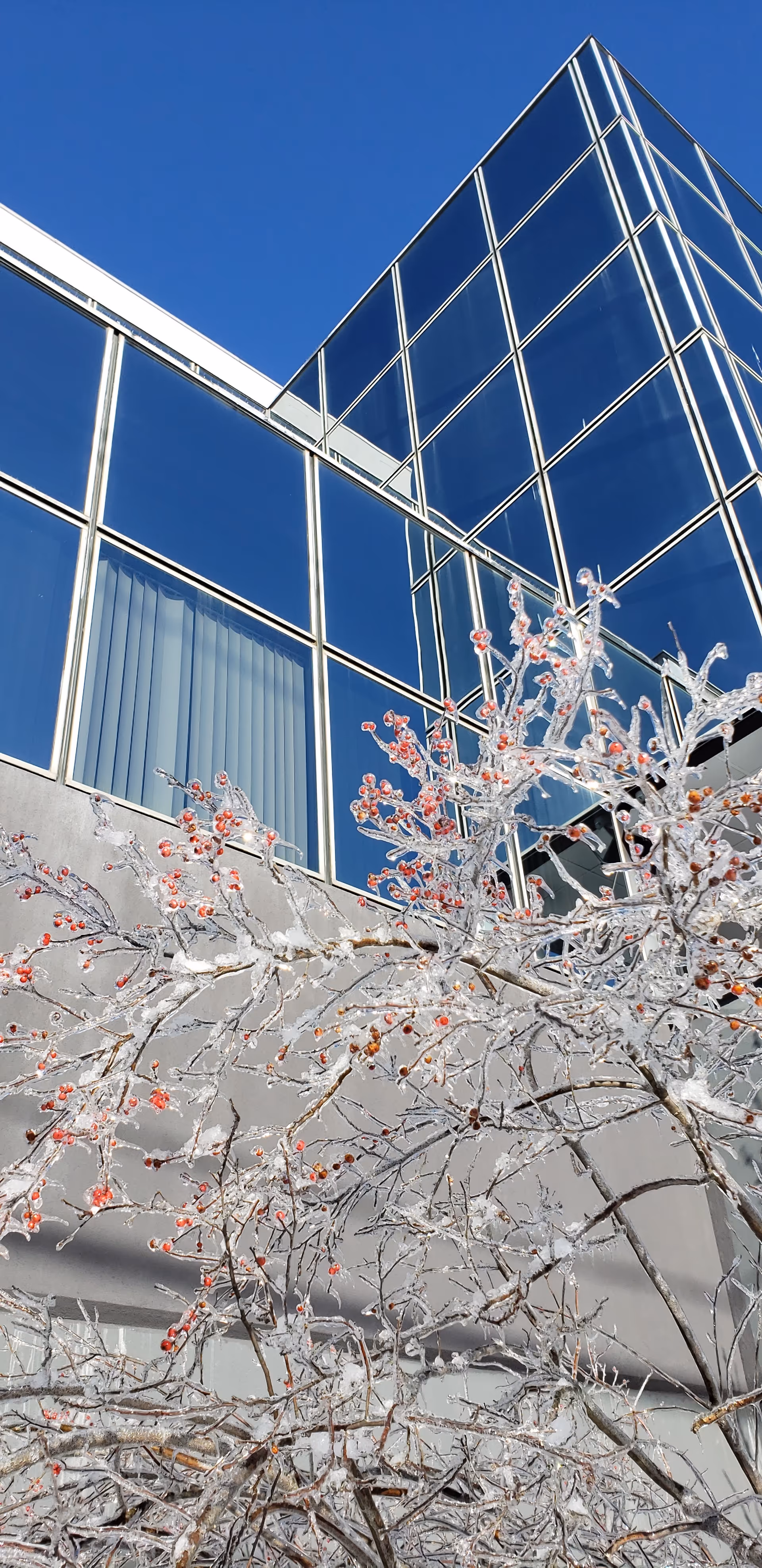 Low-angle view of a glass-front building with blue windows and snow-covered branches.