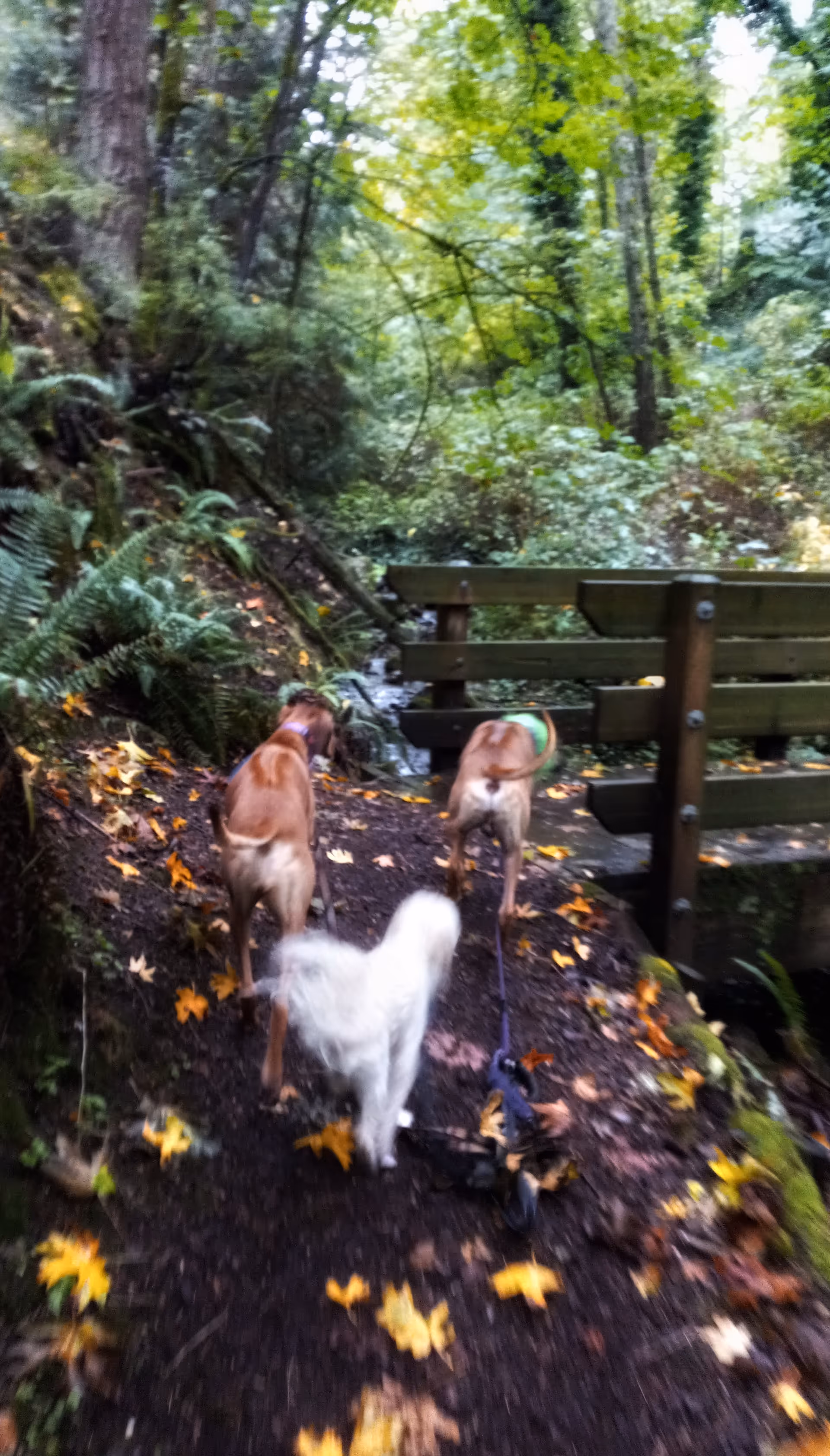 Three dogs walk along a forest trail beside a wooden railing.