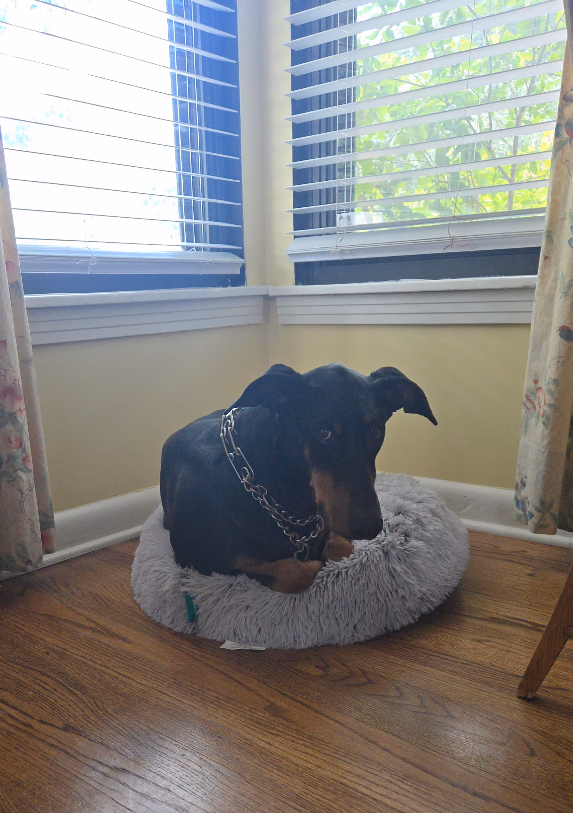 Black and tan dog resting on a round fluffy bed by sunlit window blinds.