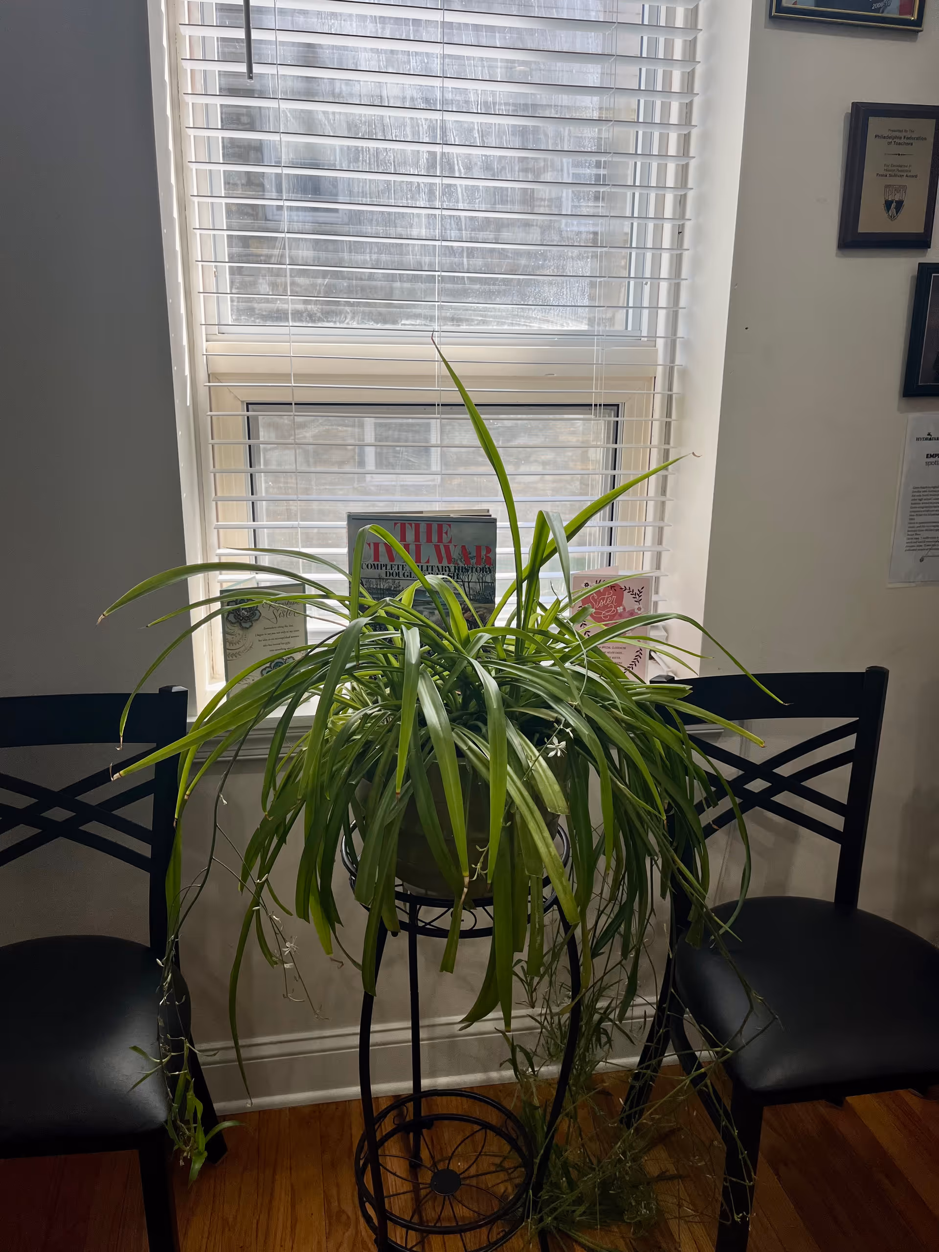 Indoor seating area with a large potted spider plant by a window.
