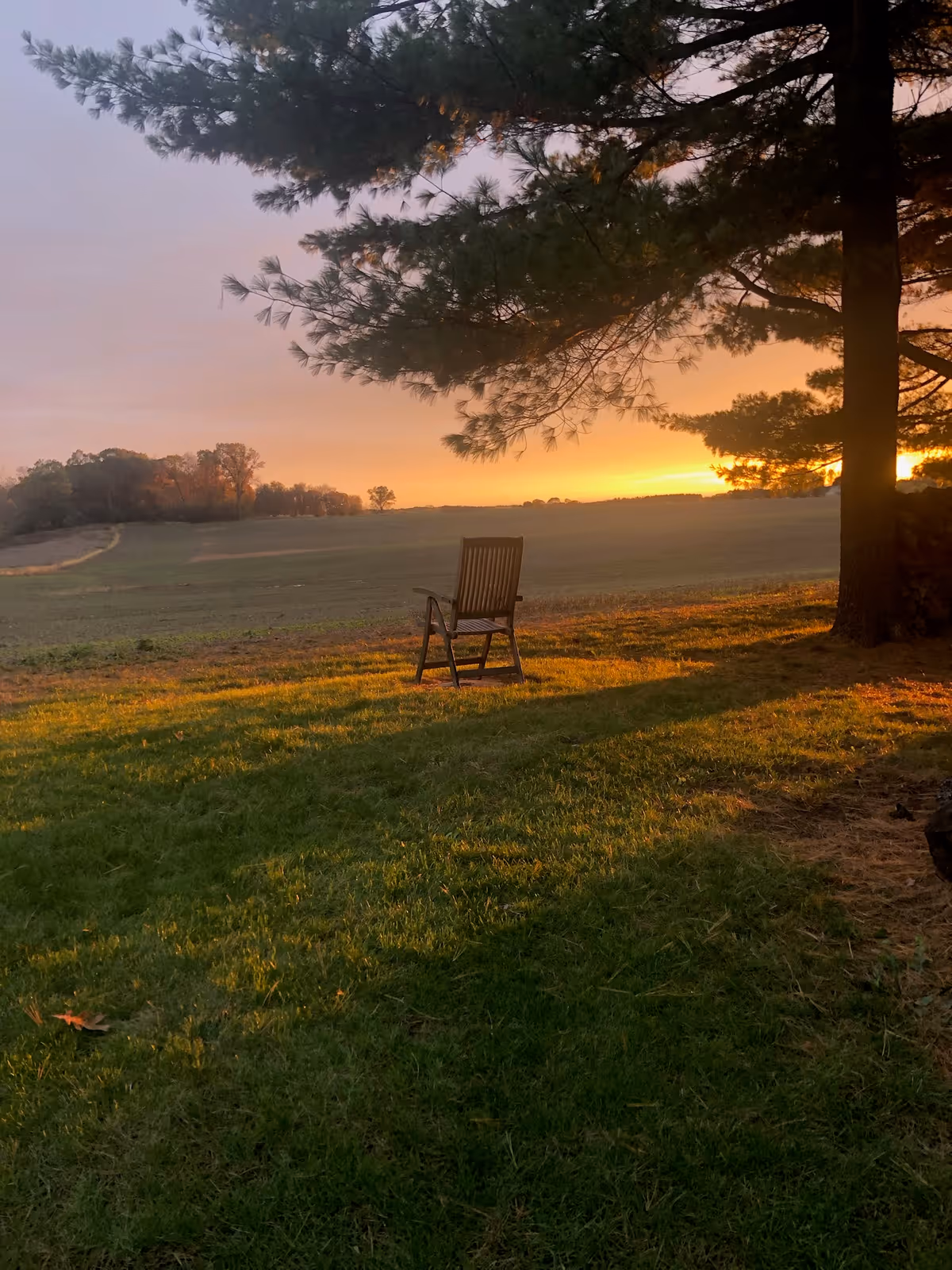 A lone wooden chair beneath a large pine tree overlooking an open field at sunset.