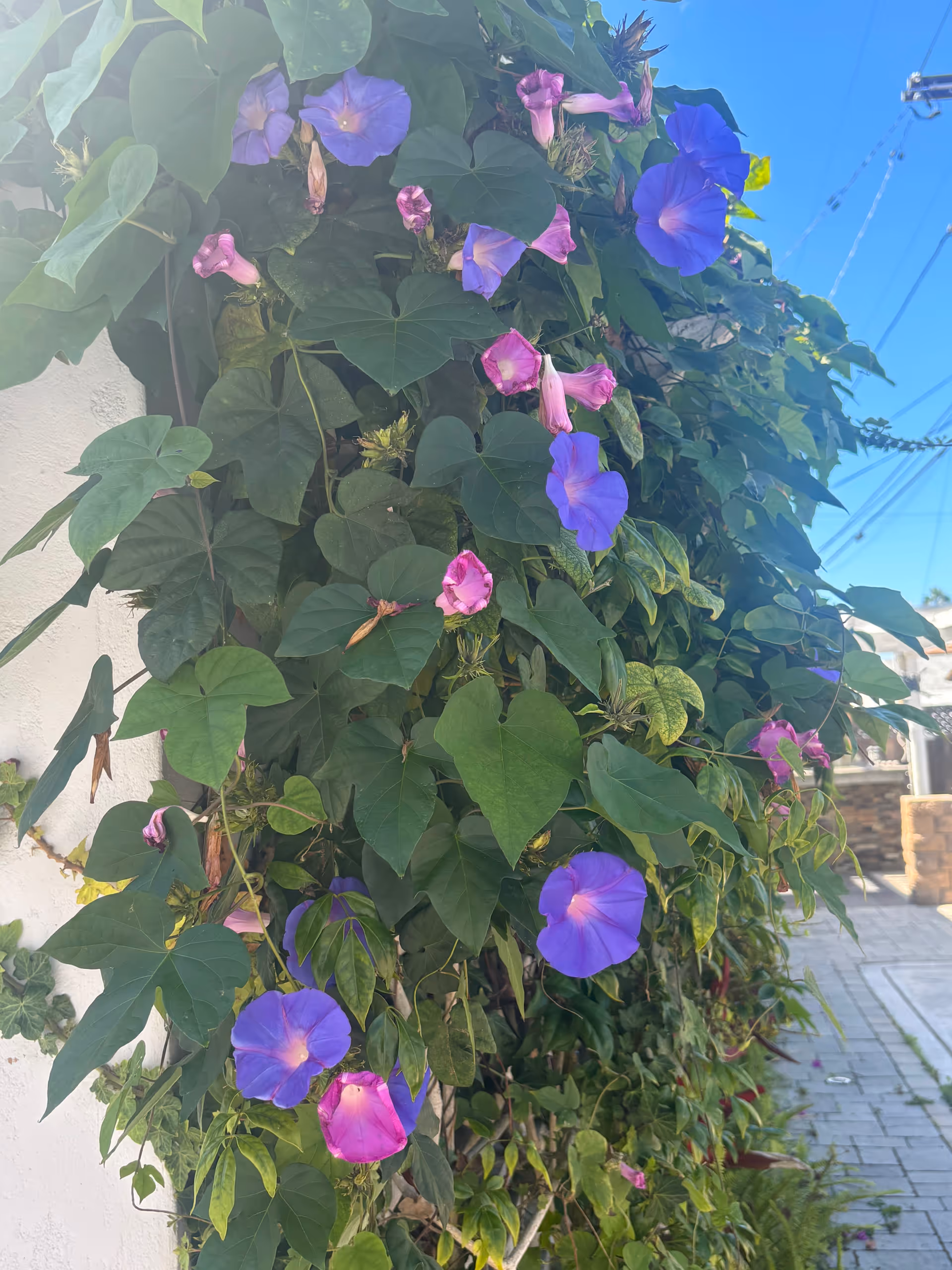 Climbing purple and pink morning glory flowers cover a wall beside a paved outdoor walkway.