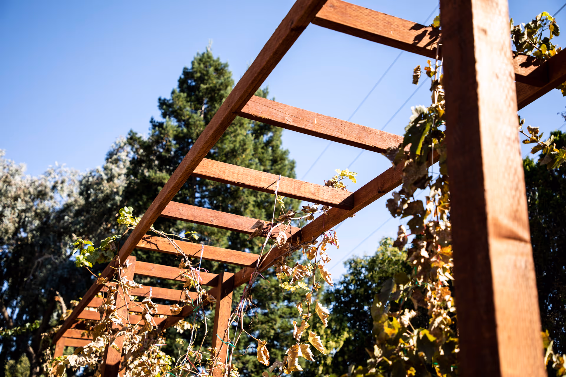 Wooden pergola with climbing vines in a sunny garden at Happy Memories Senior Care
