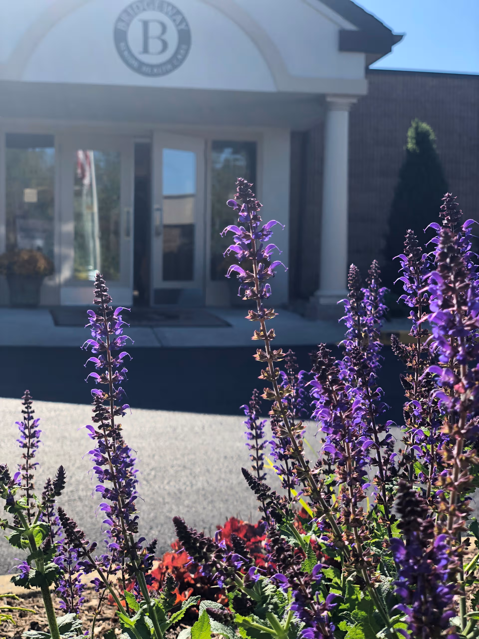 Entrance of Bridgeway Care and Rehab Bridgewater with purple flowers in foreground.