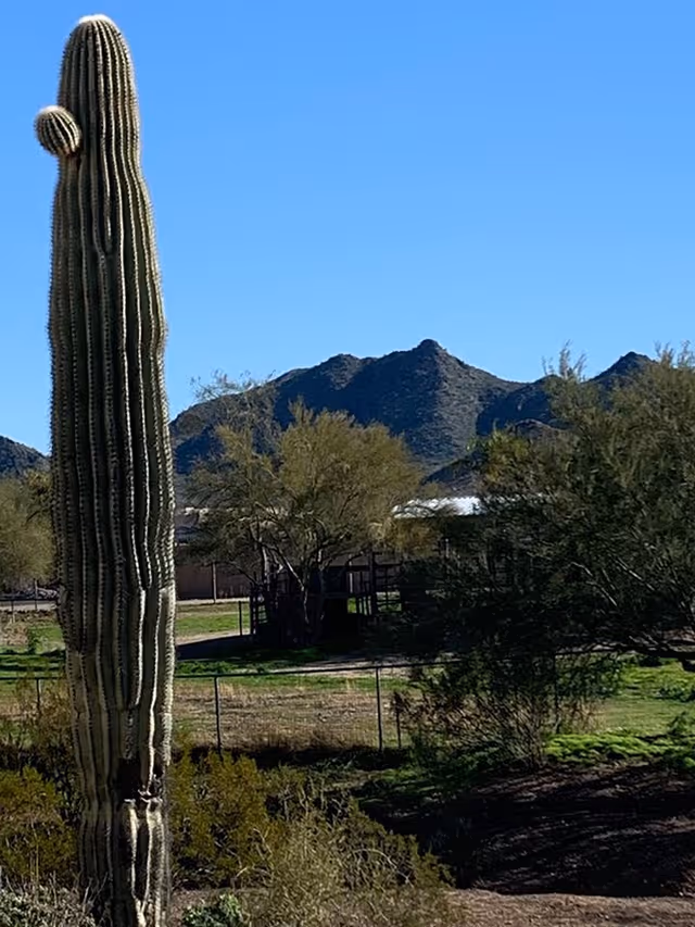 Tall cactus in the foreground with desert vegetation, trees, and mountains in the background under a clear blue sky.