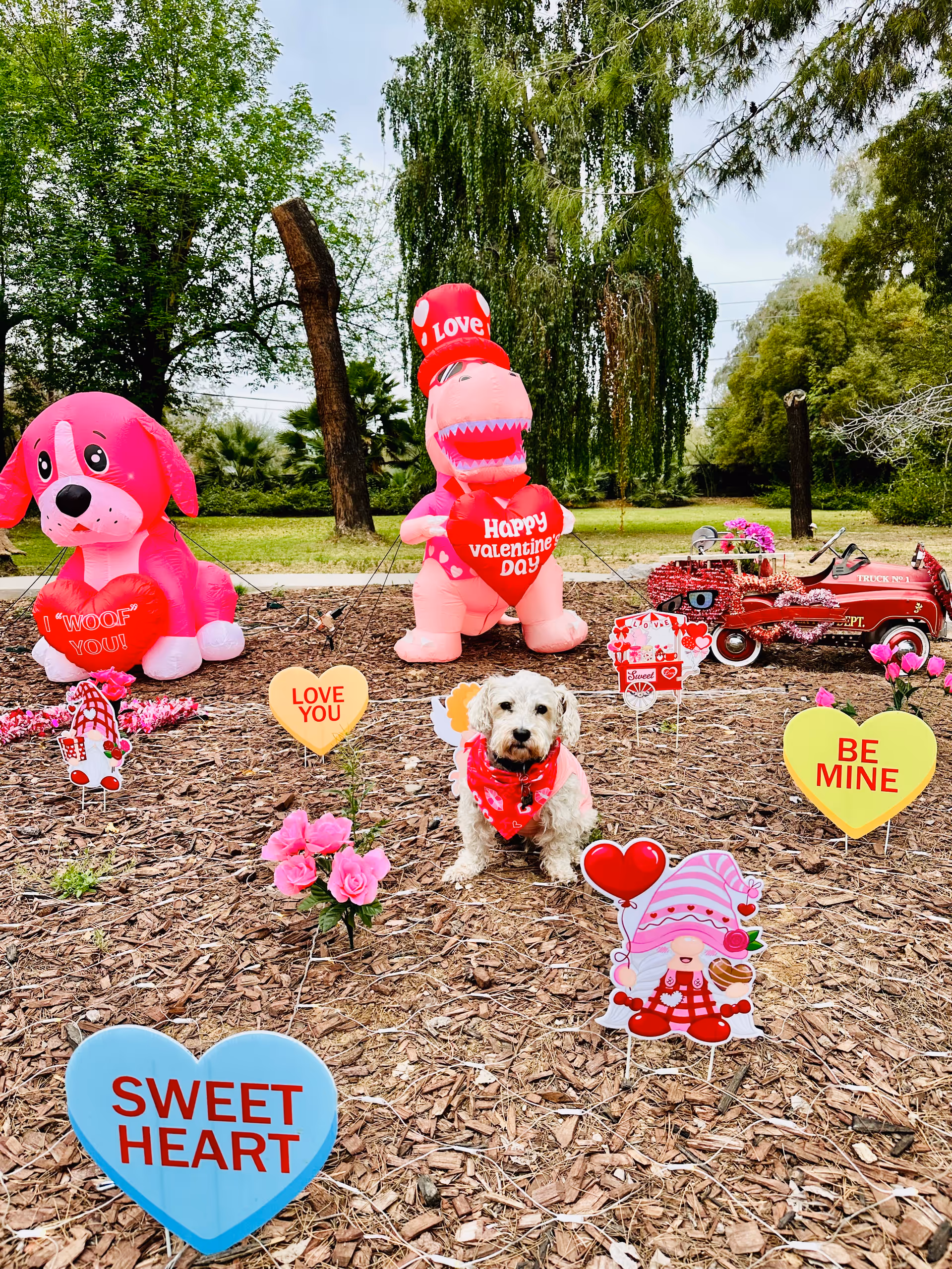 Small dog sits amid Valentine-themed decorations in an outdoor yard.