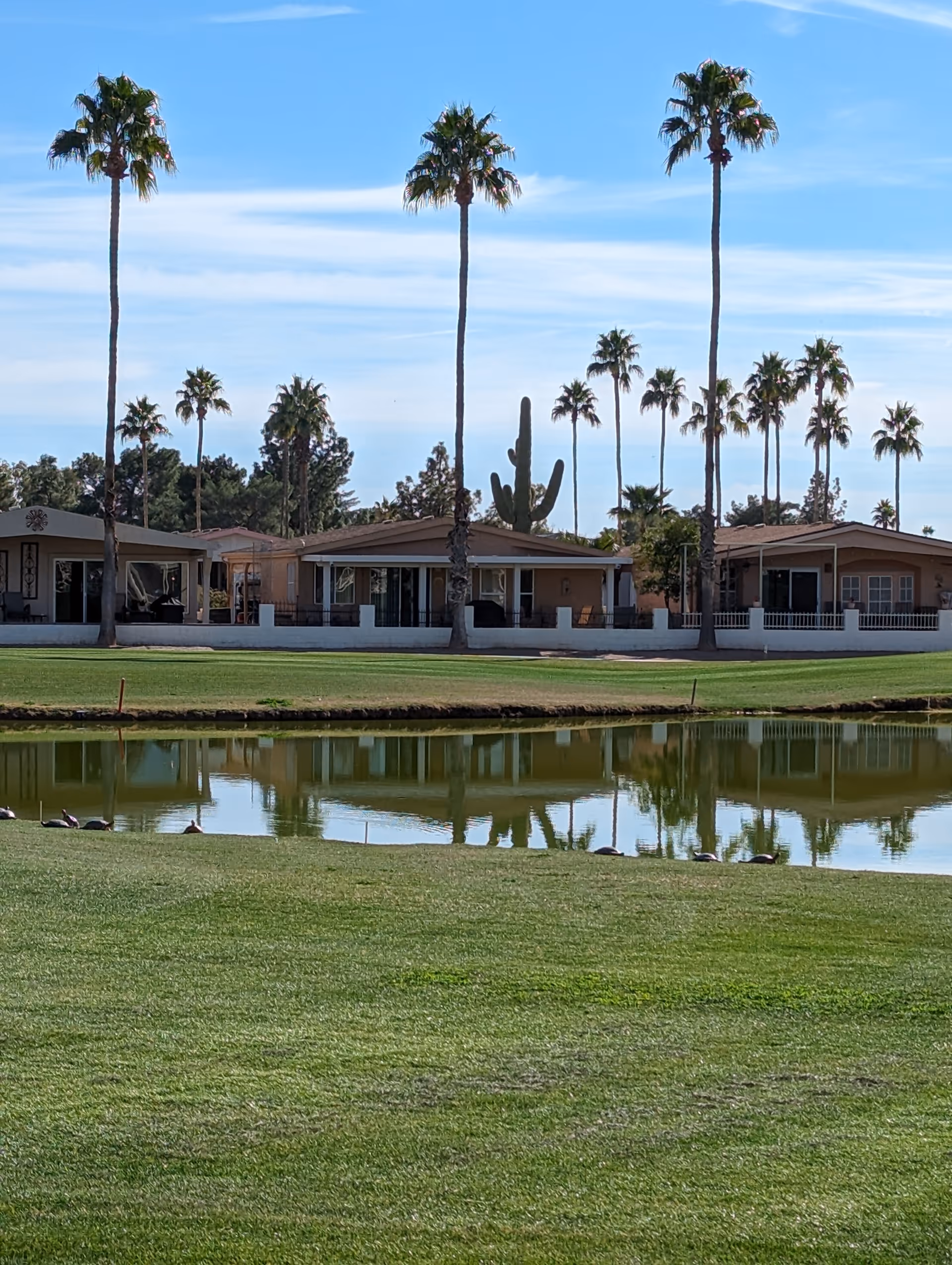 Sunbird senior living front: single-story homes, tall palm trees, and a reflecting pond.