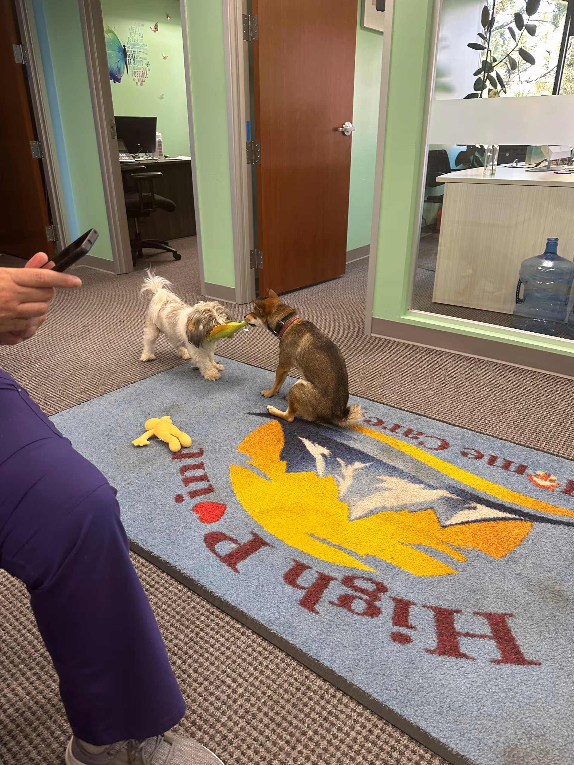 Two dogs play tug-of-war with a yellow toy in a High Point Home Care hallway.