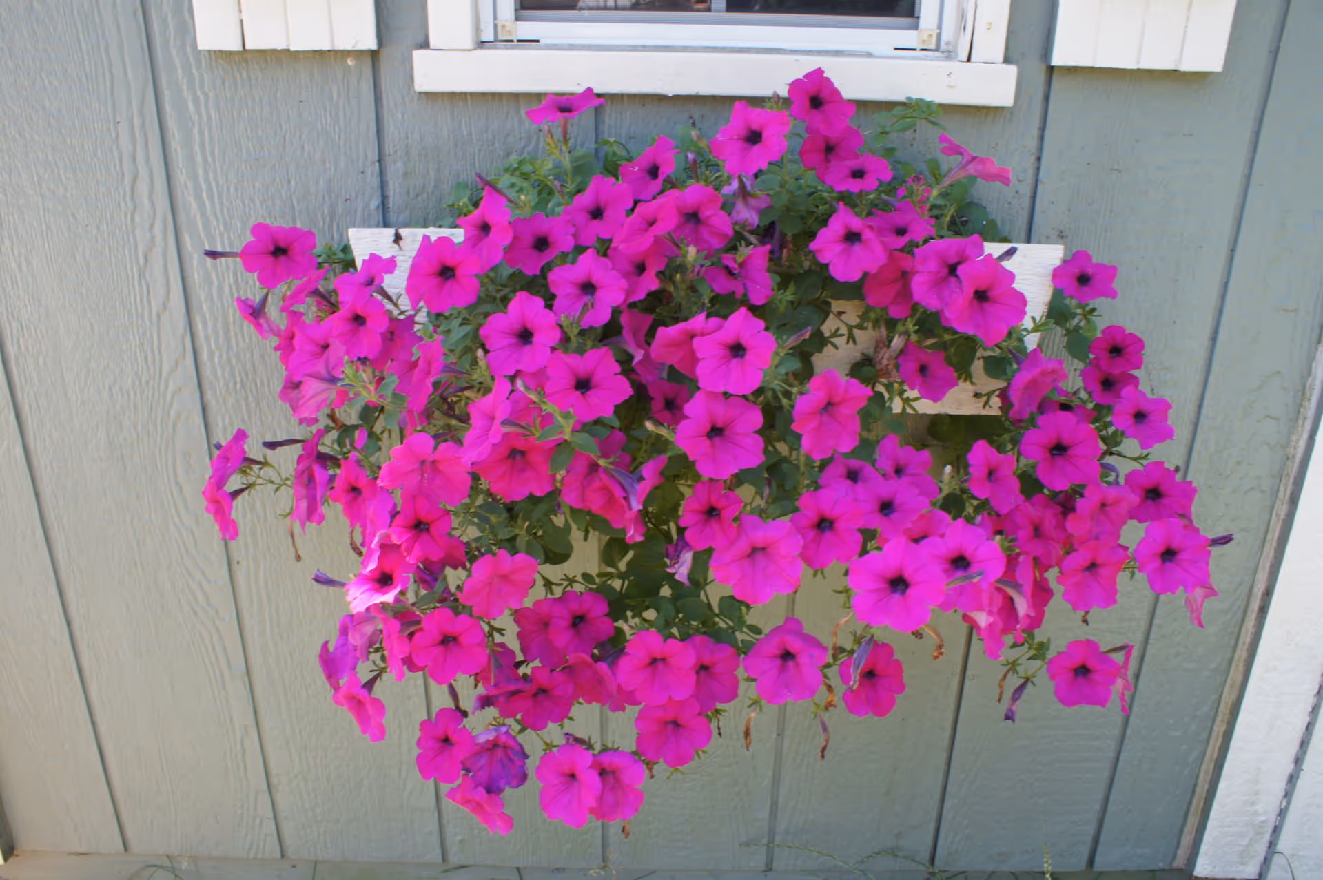 Bright magenta petunias in a hanging basket against a light blue exterior wall.