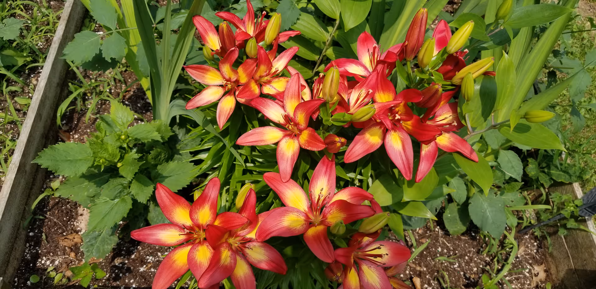 Close-up view of vibrant red and yellow lilies blooming in a garden bed surrounded by green leaves and soil.