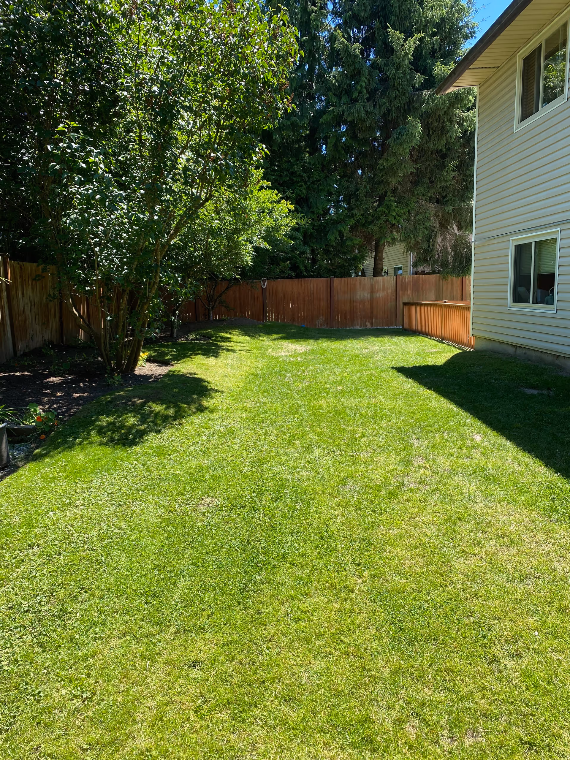 Sunny backyard with green lawn, trees, fence, and a house.