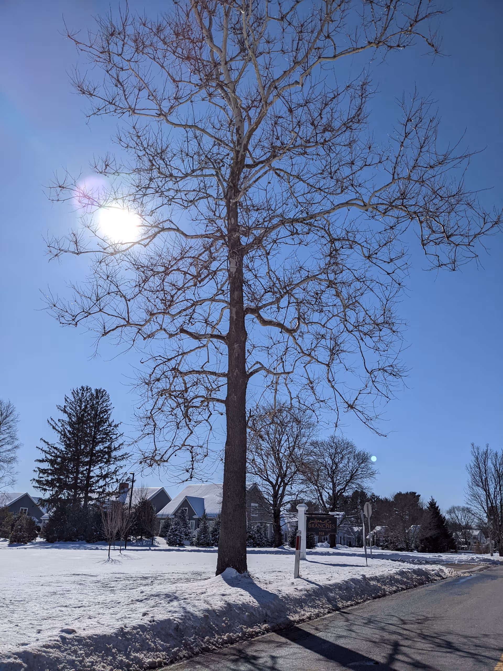 Snow-covered yard with a large bare tree and The Branches of Framingham sign along the street