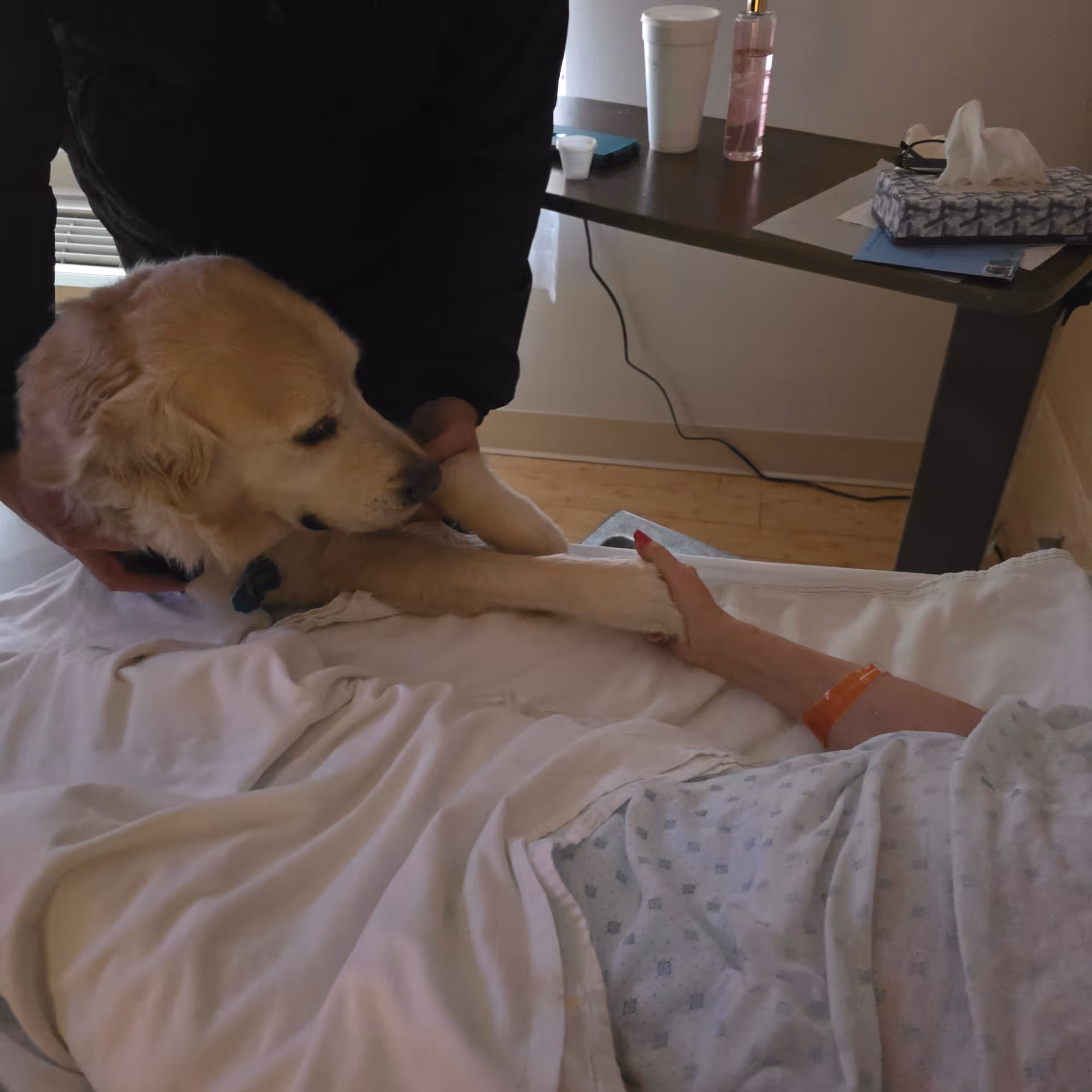 A dog touches a patient's hand in a hospice room with a caregiver nearby.
