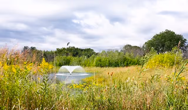 Outdoor pond with a fountain surrounded by tall grasses and trees under cloudy sky.