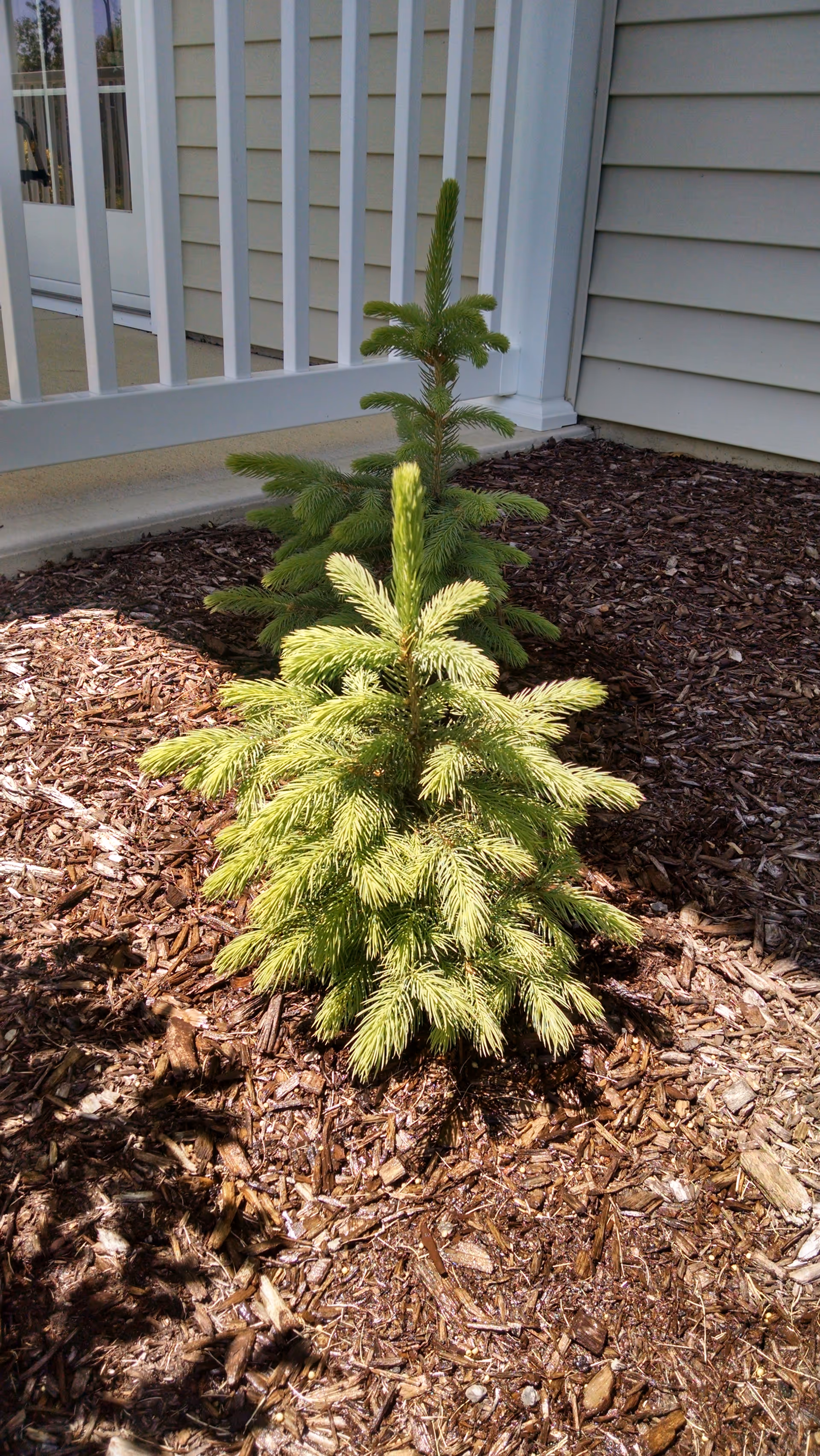 Small evergreen trees planted in mulch along the exterior of a light-gray building.