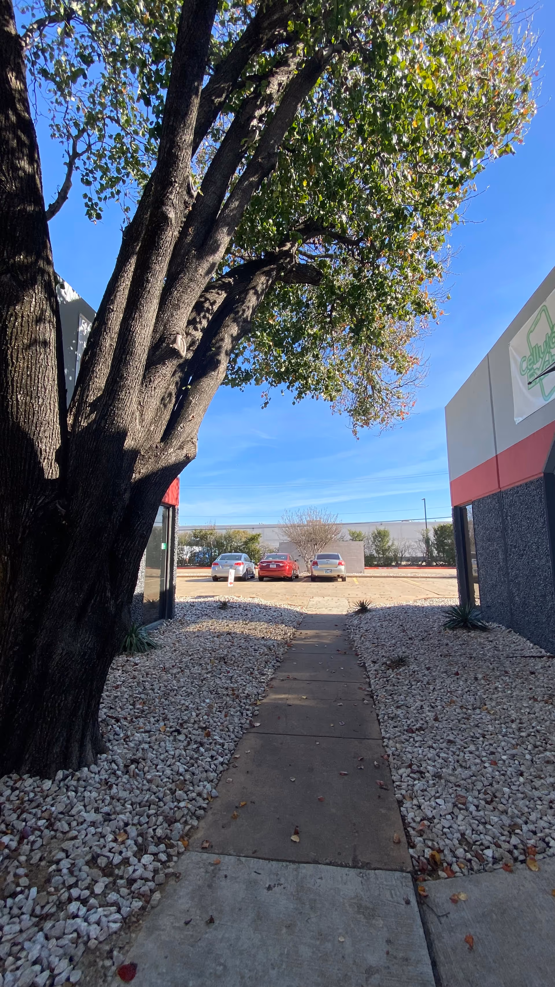 Concrete walkway between white gravel leads to a building under a large tree overhead.