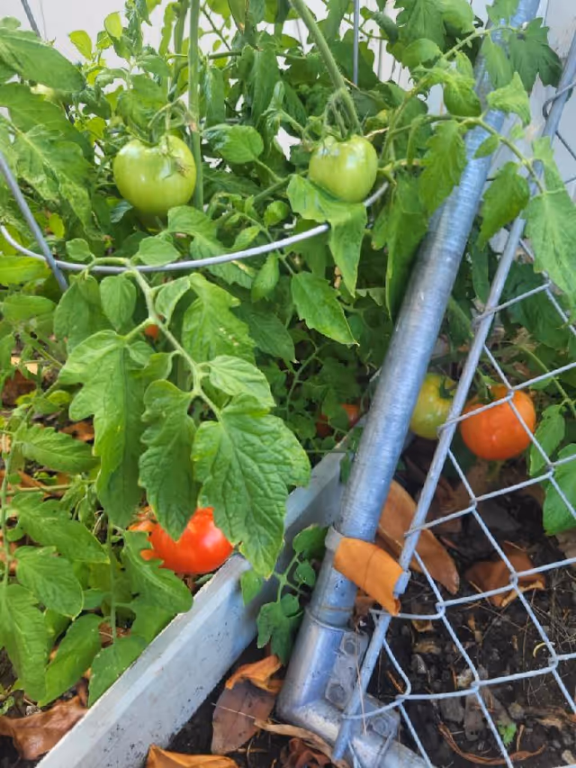 Green tomato plants on a trellis beside a metal fence in a garden.