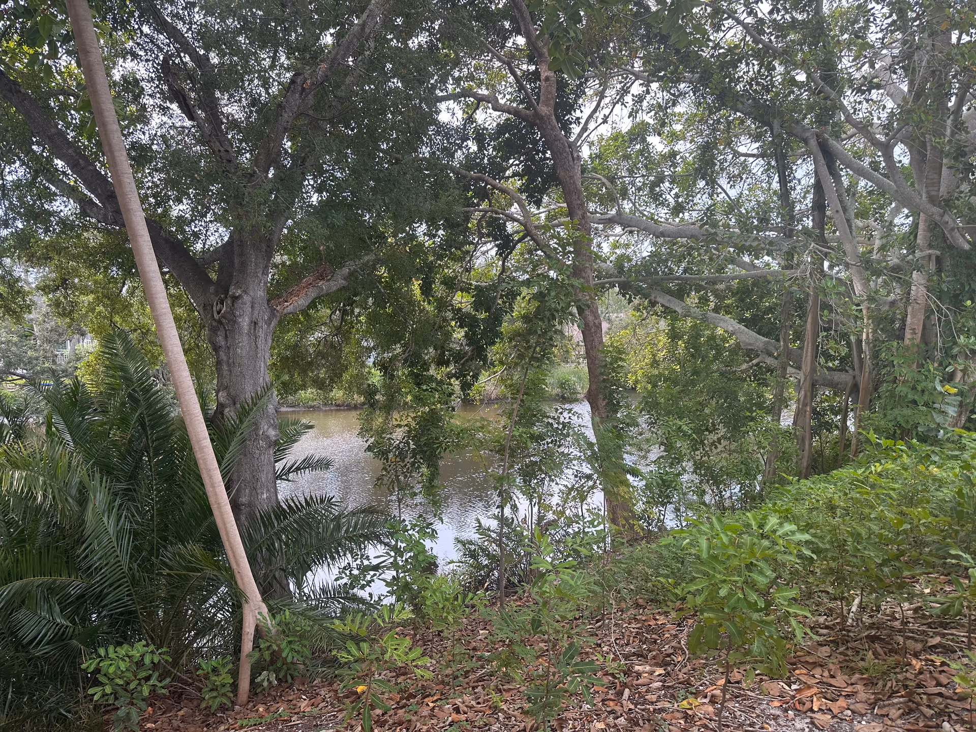 Lush trees surround a calm water body along a wooded shoreline.