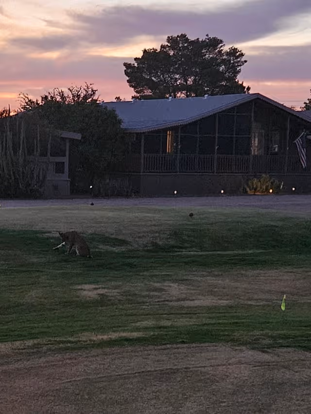 Evening exterior of Paradise Peak West with screened porch, flag, and a coyote on the lawn.
