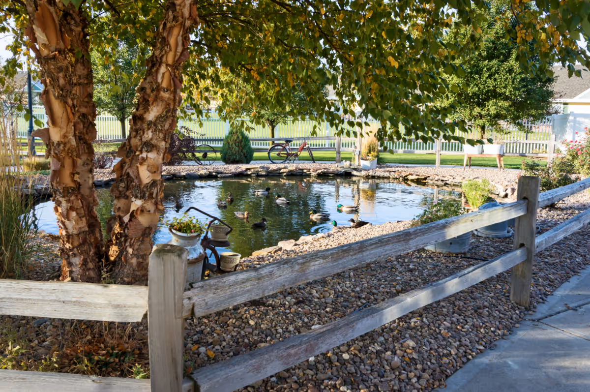 A tranquil outdoor pond with ducks, a wooden fence, trees, and a gravel path.