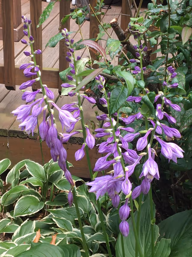 Purple flower spikes with green leaves beside a wooden deck.