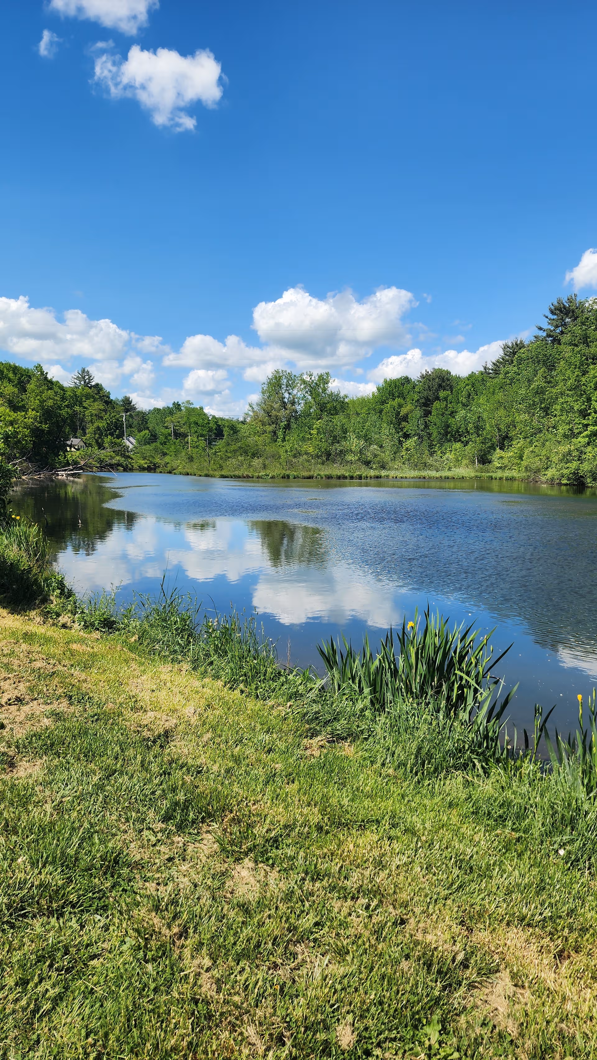 Sunny day over a calm river bordered by green trees and grassy banks.