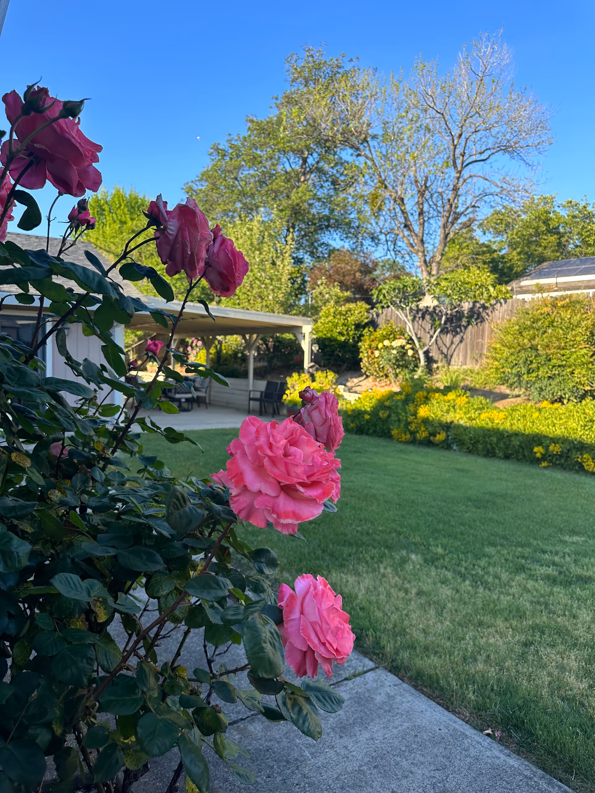 Outdoor garden scene with pink roses, manicured lawn, and a shaded patio at Wellness Care Home.