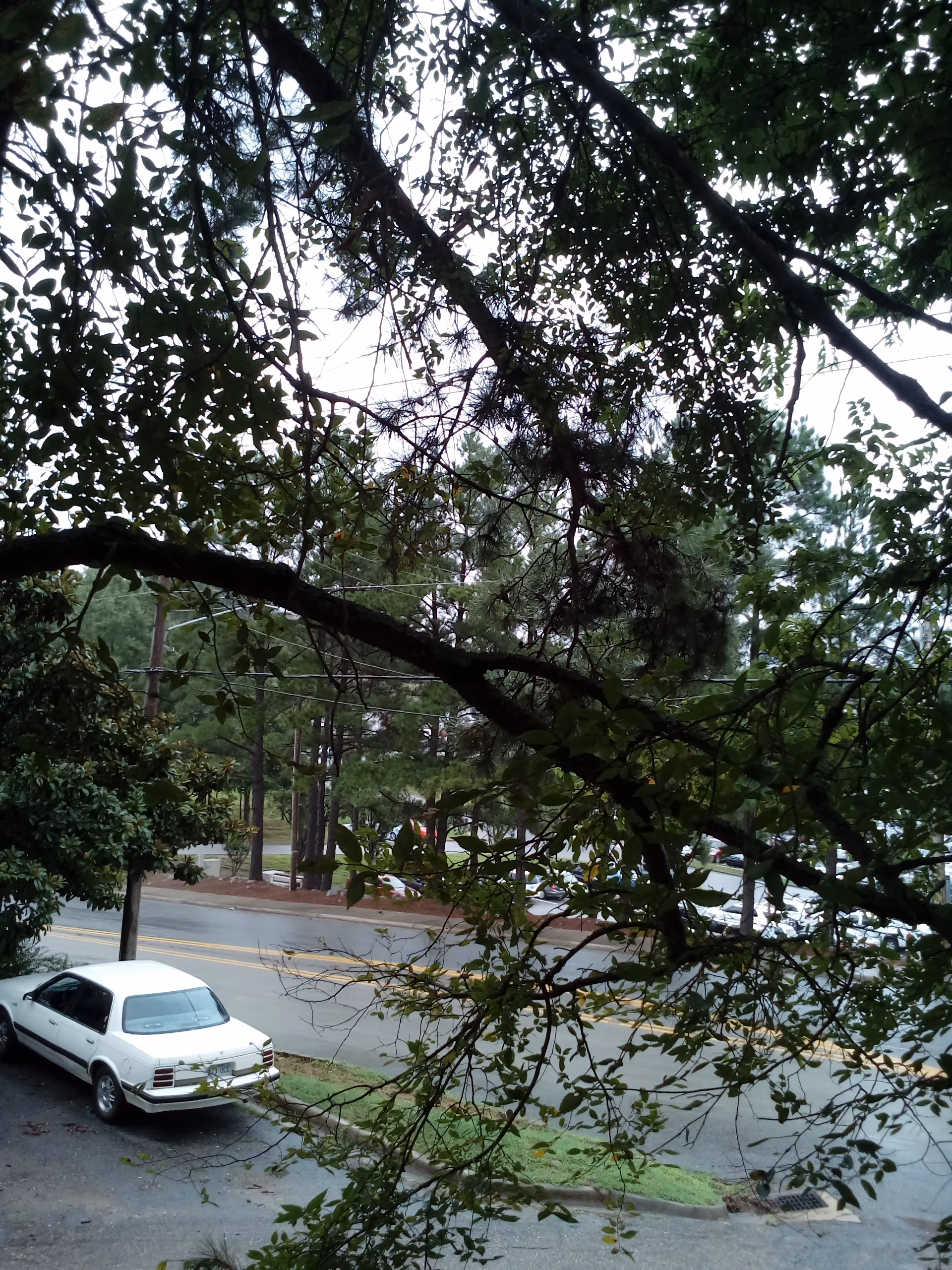 Tree branches frame a street with a parked white car by the curb.