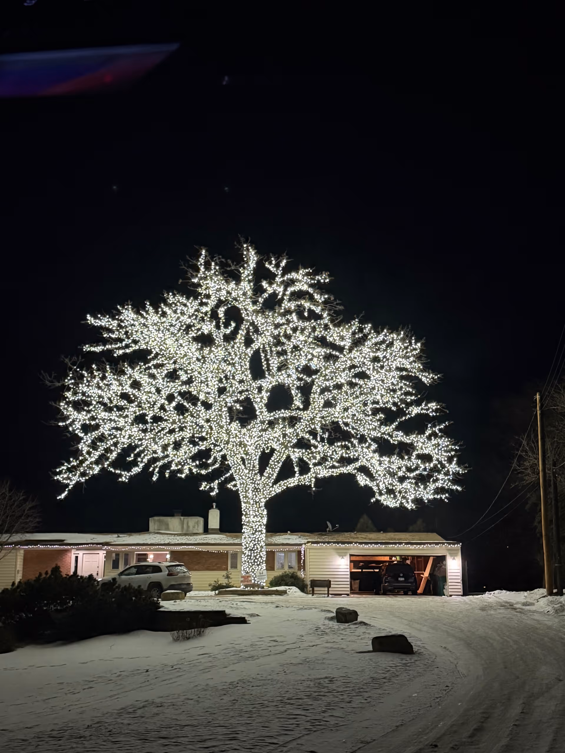 A large illuminated tree stands in front of a snow-covered facility at night.