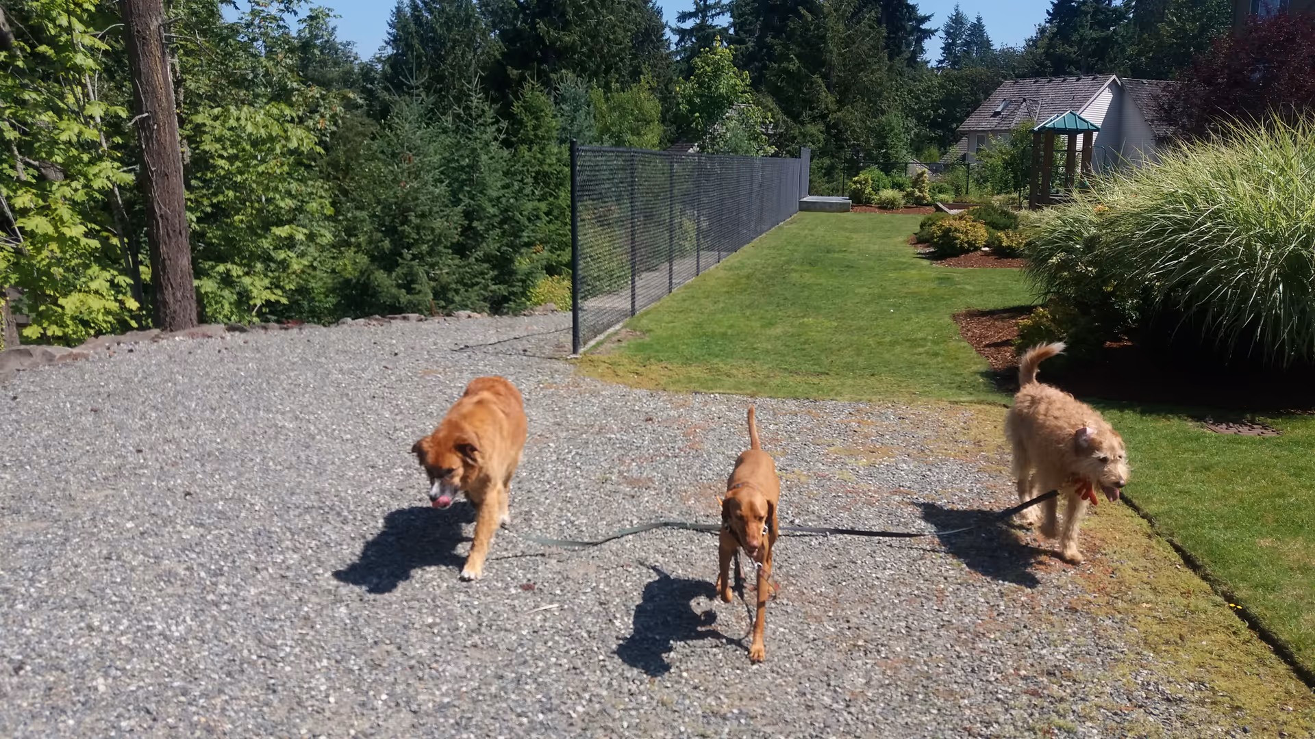 Three dogs run along a gravel path in a landscaped outdoor senior living yard.