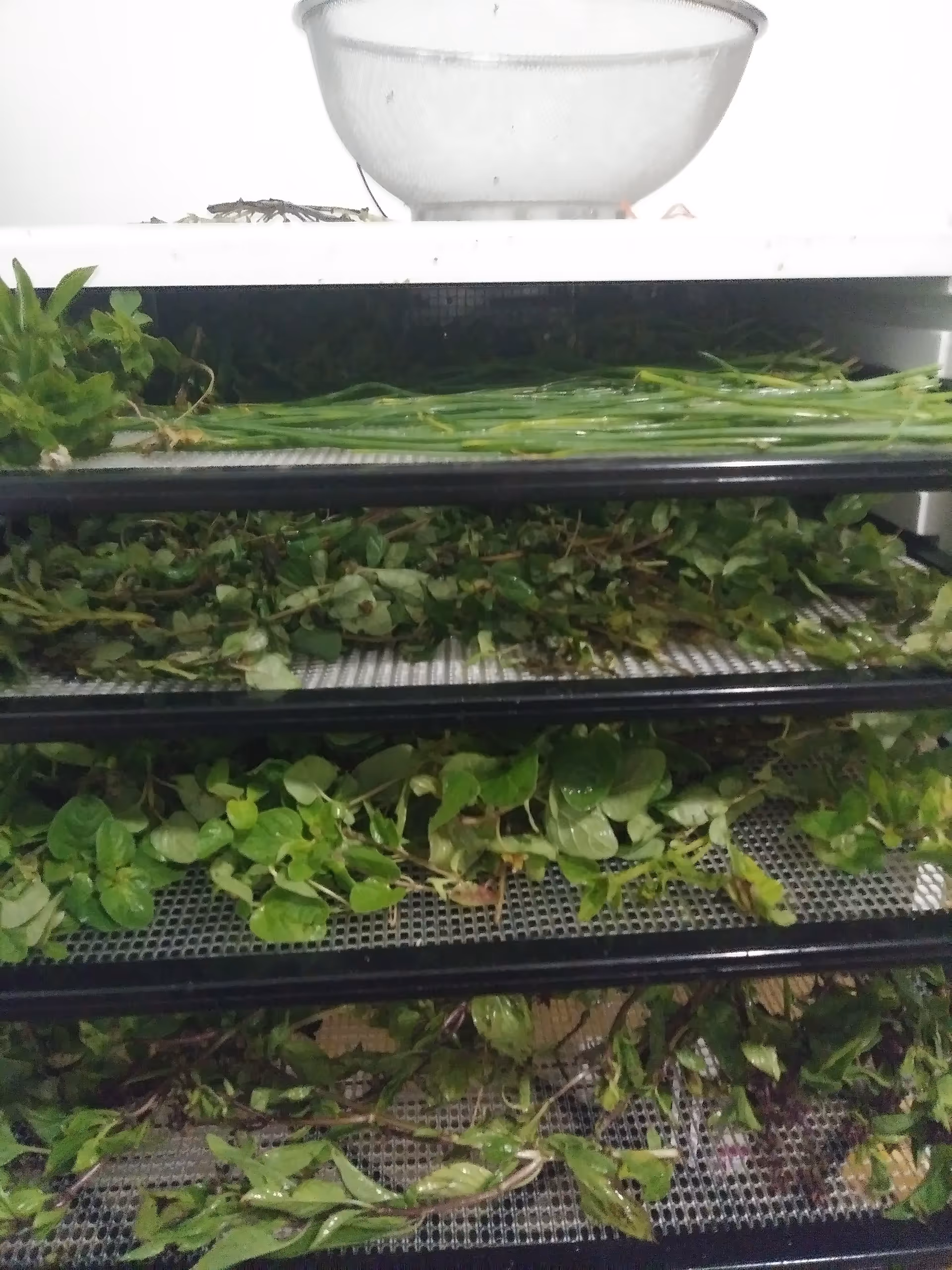 Leafy herbs drying on metal racks in a bright kitchen.