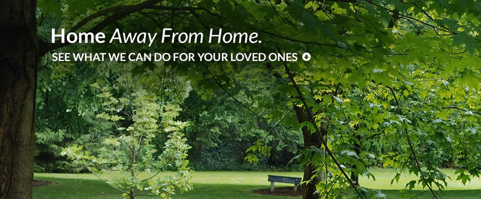 Outdoor lawn with trees and a bench, sunlight filtering through leaves.