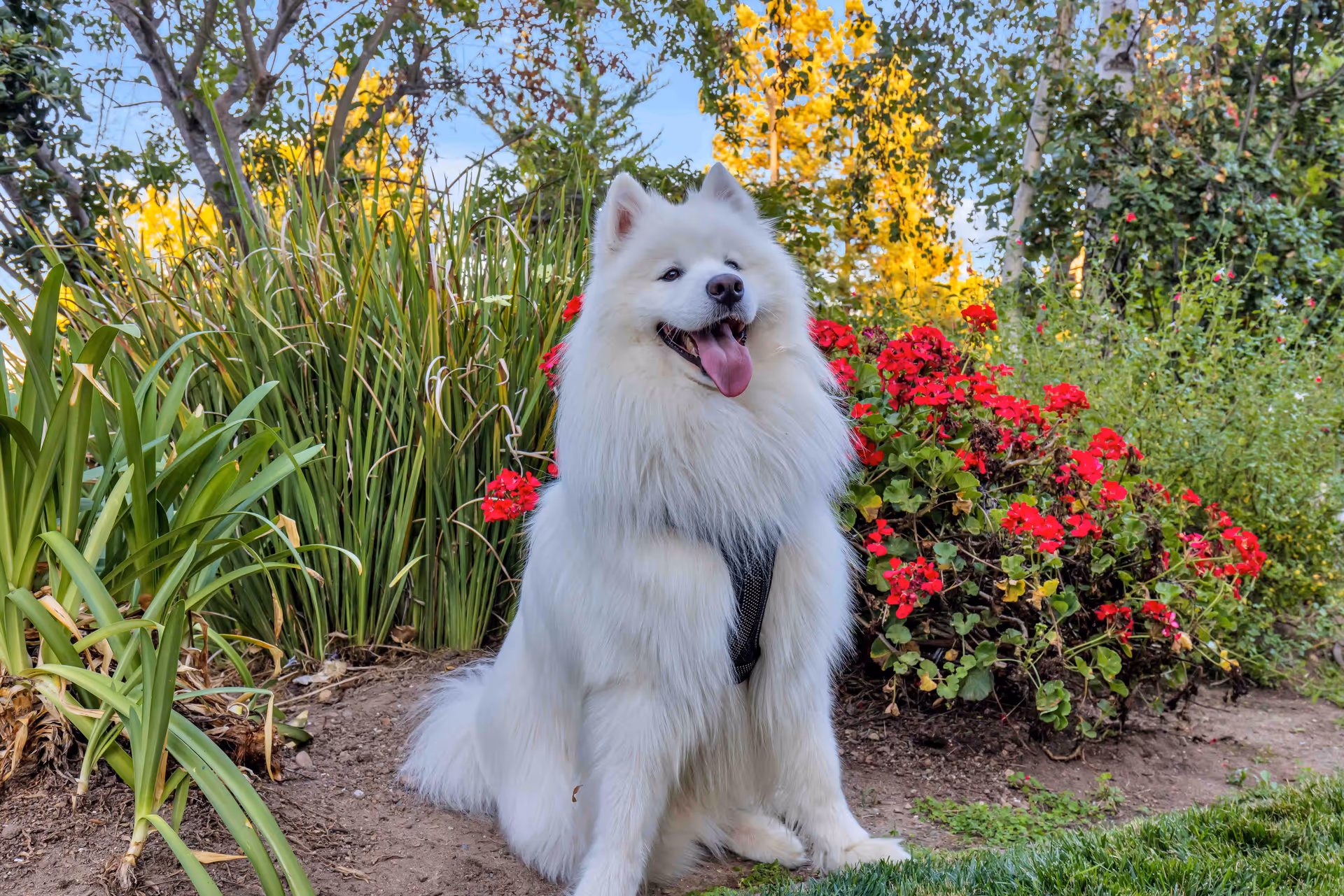 A fluffy white dog with a black harness sitting on the ground in a garden area surrounded by green plants and red flowers, with trees and a blue sky in the background.