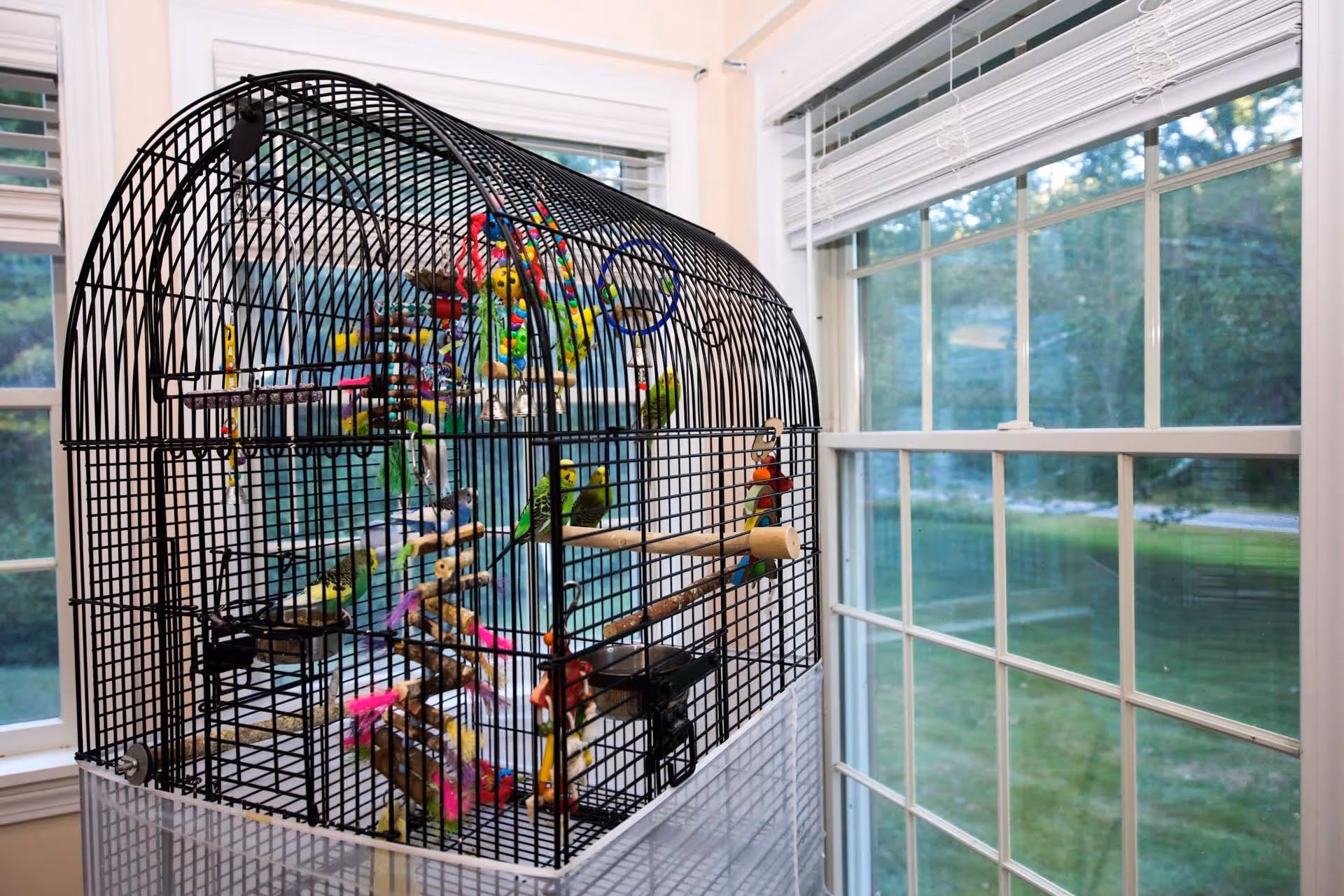 A large black birdcage with multiple colorful birds and various toys inside, placed near a corner with two large windows showing a green outdoor view.