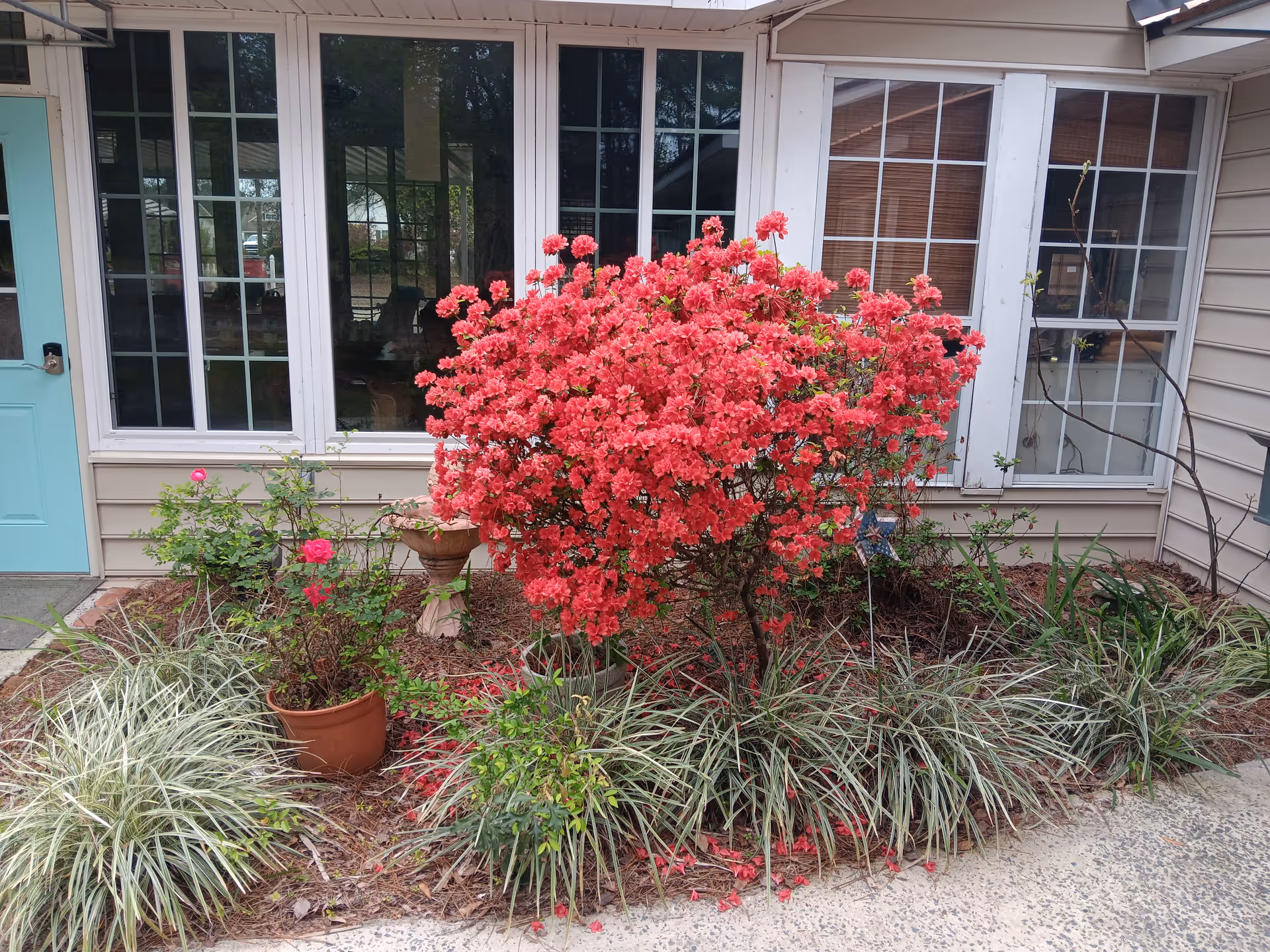 Front entrance of a senior living facility with bright pink flowering shrubs and potted plants