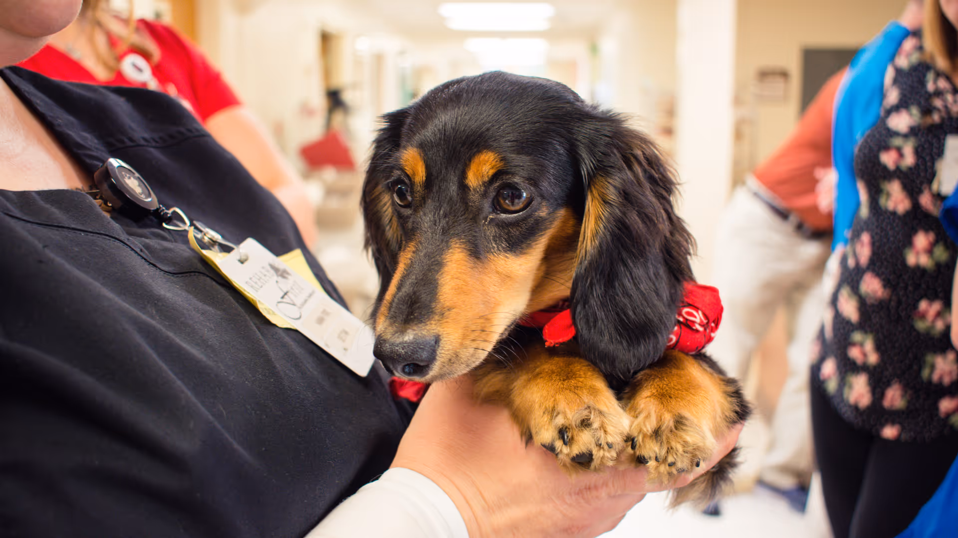 Person holds dachshund puppy with red bandana in a facility hallway.