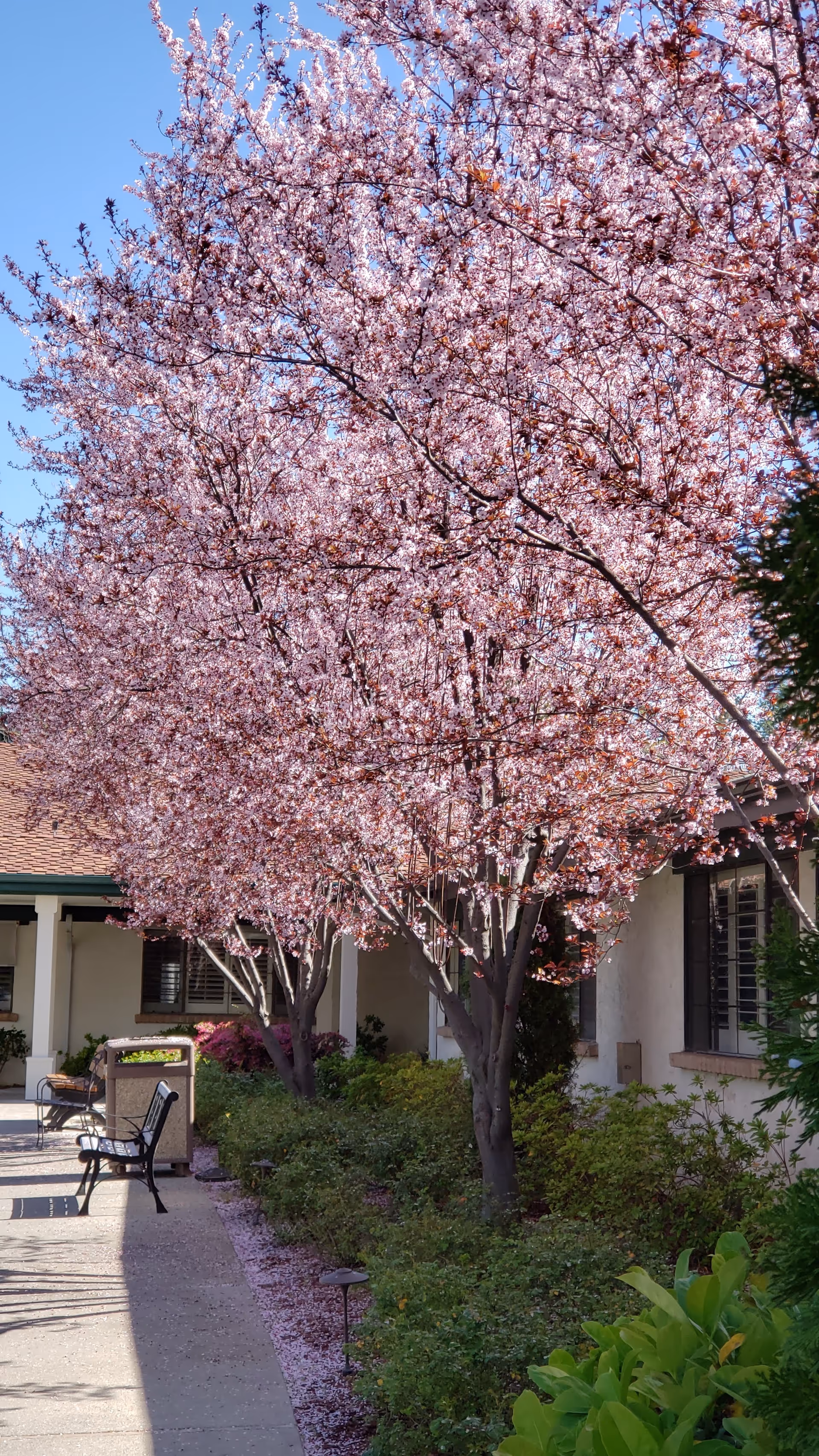 Pleasanton Nursing and Rehabilitation Center exterior with blooming trees and benches along a walkway