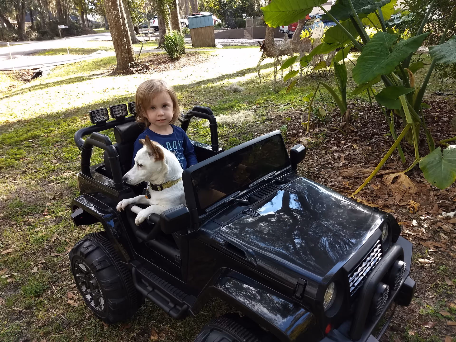 A young child sits in a black toy jeep outdoors with a white dog.