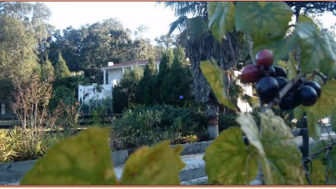 Foreground leaves and berries frame a landscaped outdoor area with shrubs and a distant building.