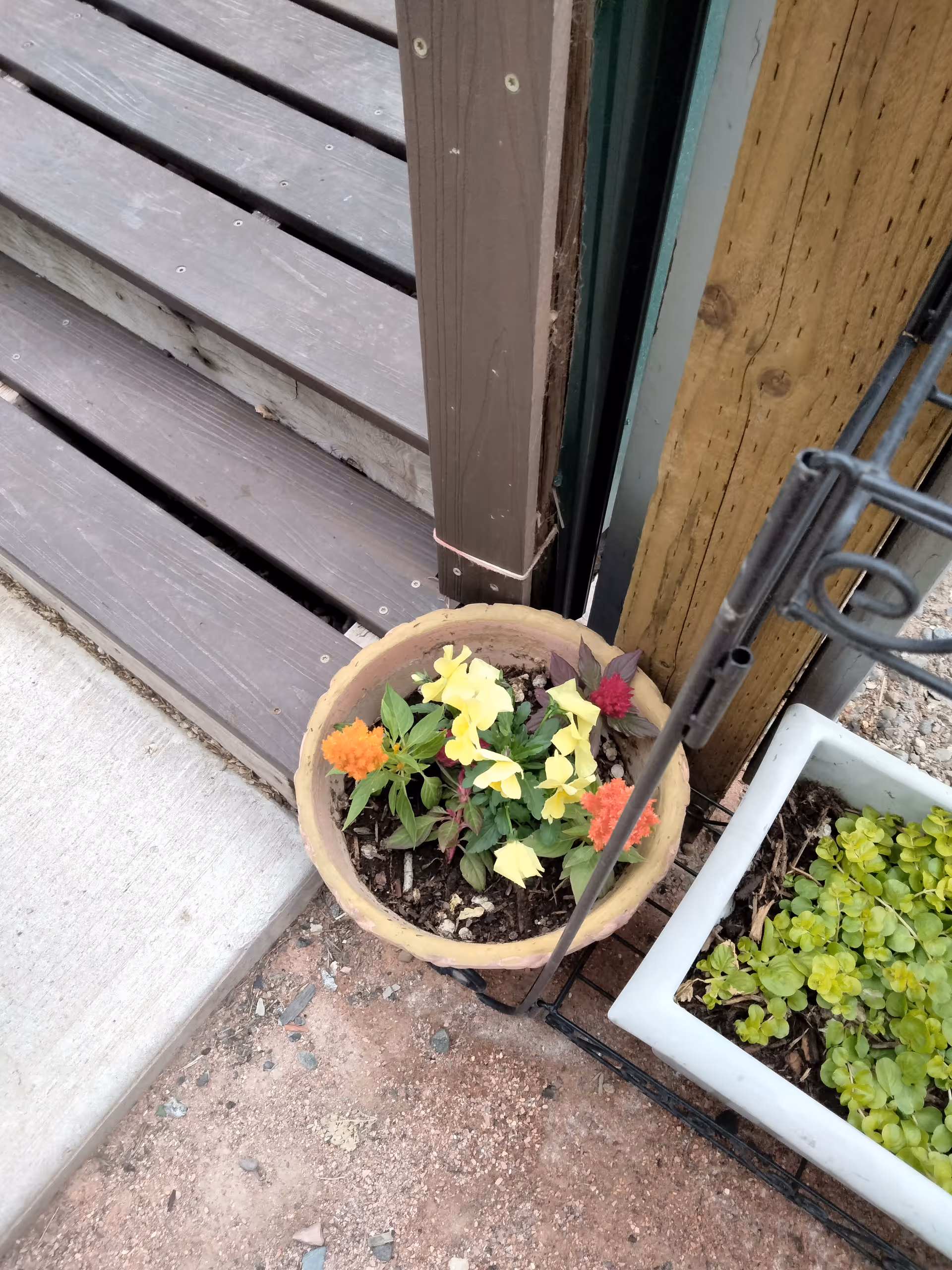Potted flowering plants sit beside a wooden exterior doorway and stairs.
