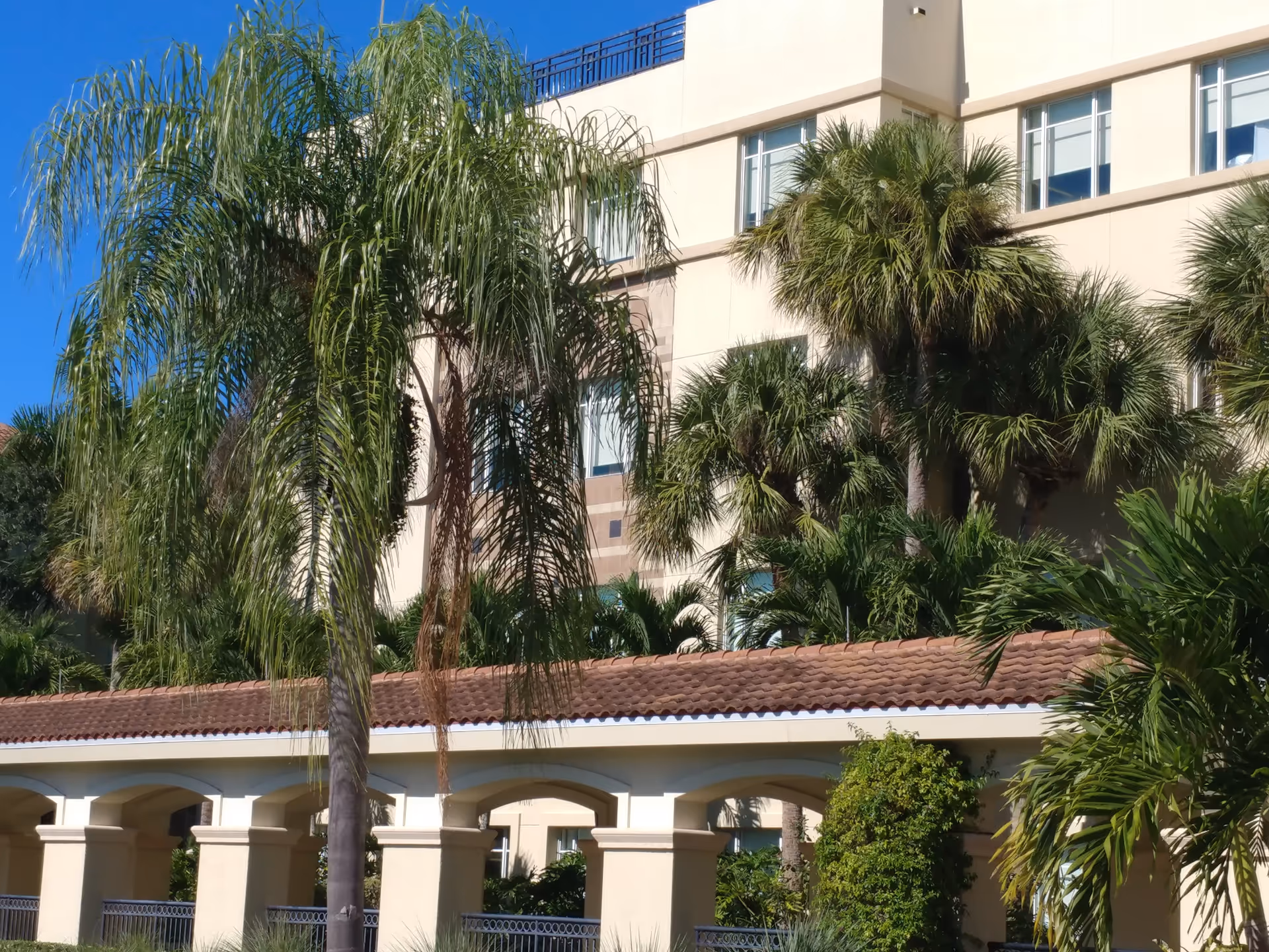 Exterior view of MorseLife Health System building with palm trees and archways.