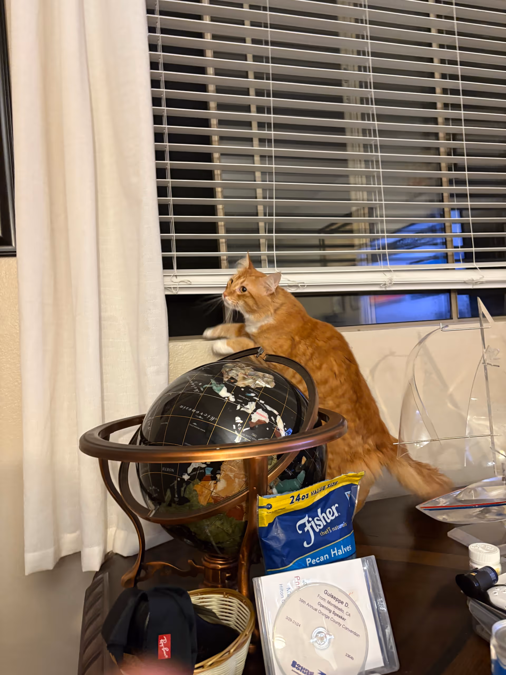 Orange cat perched on a desk near window blinds beside a globe and various items.