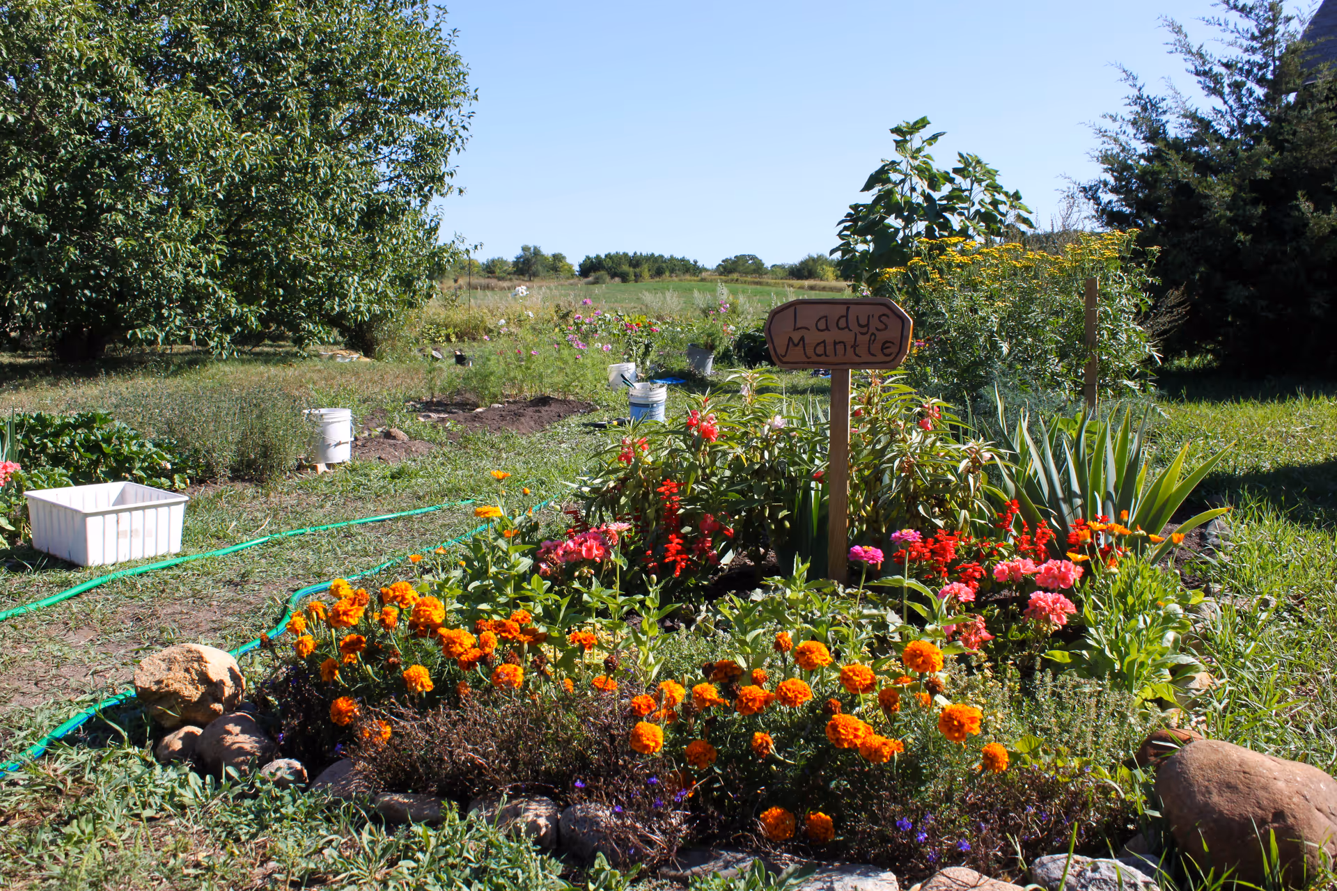 Colorful flower garden with a wooden sign reading Lady's Mantle outdoors.