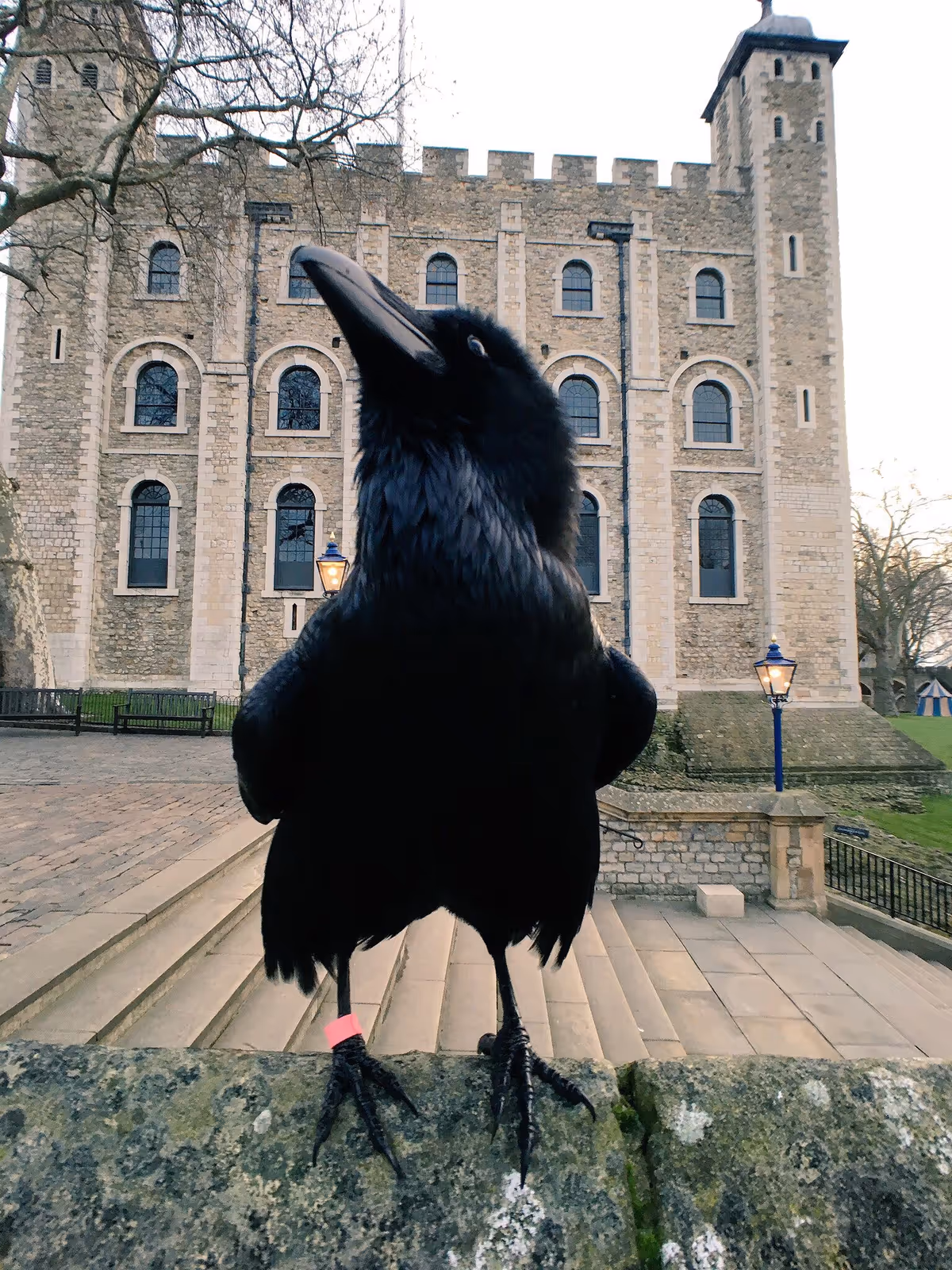 A large black crow perched on a stone wall in front of a castle-like building.